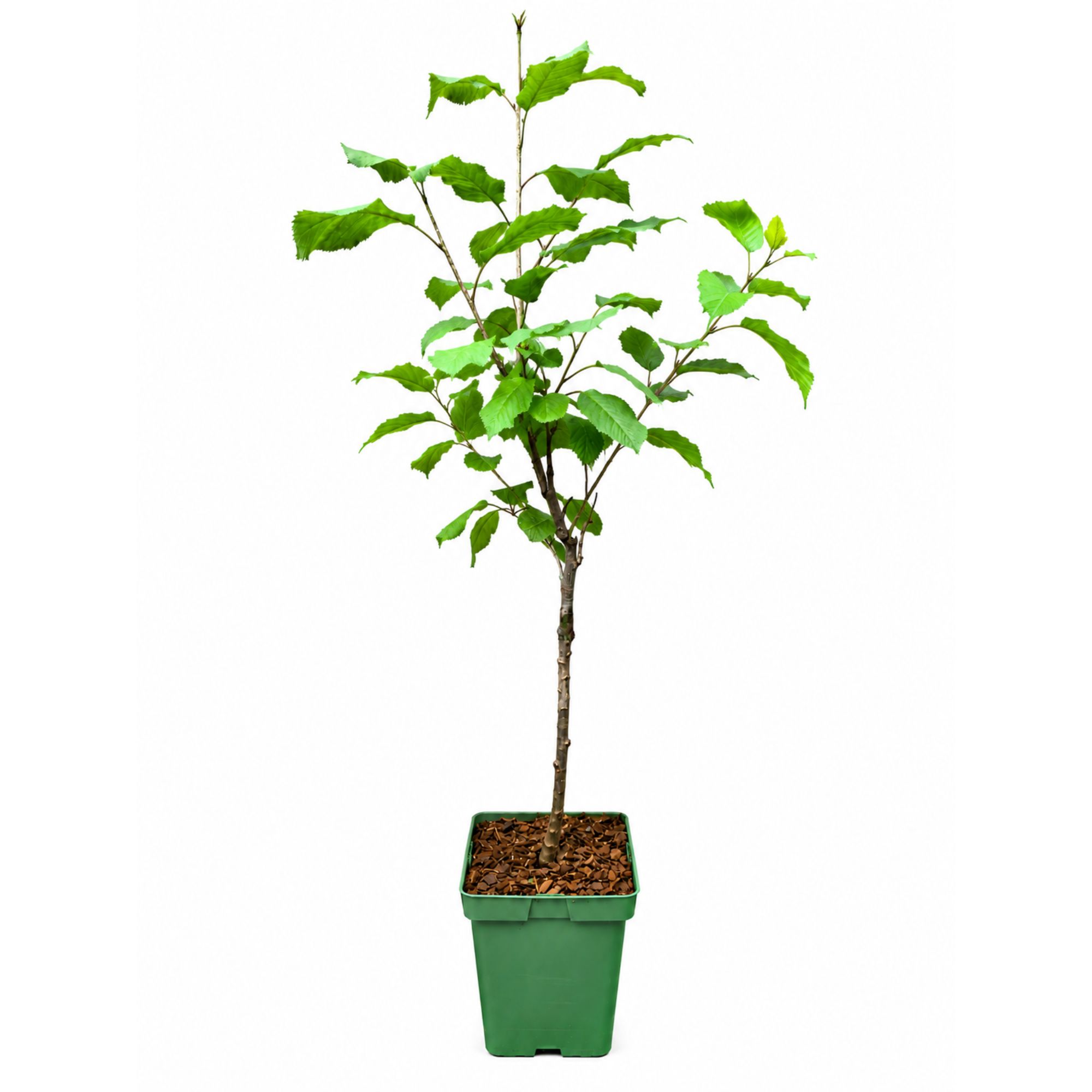 BIO Zwergobst Stämmchen Kirsche 'Regina' - Zwergkirsche - Kirschbaum - Prunus Avium Regina