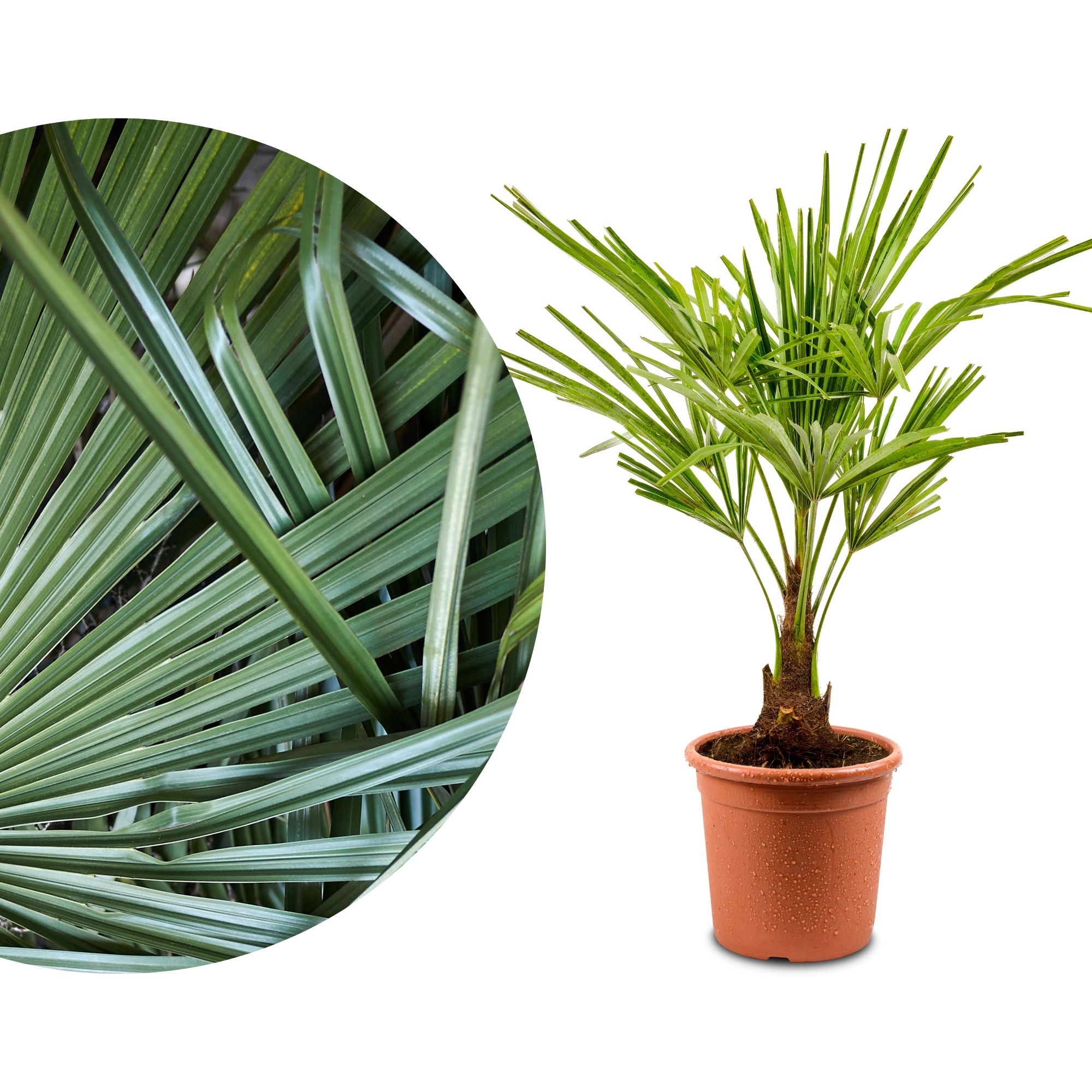 Palme Trachycarpus