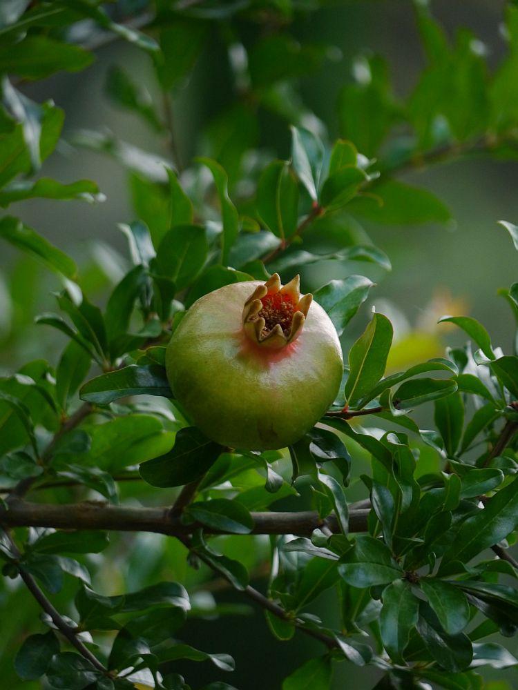 Granatapfel - Punica Granatum Stamm [GRANDE]