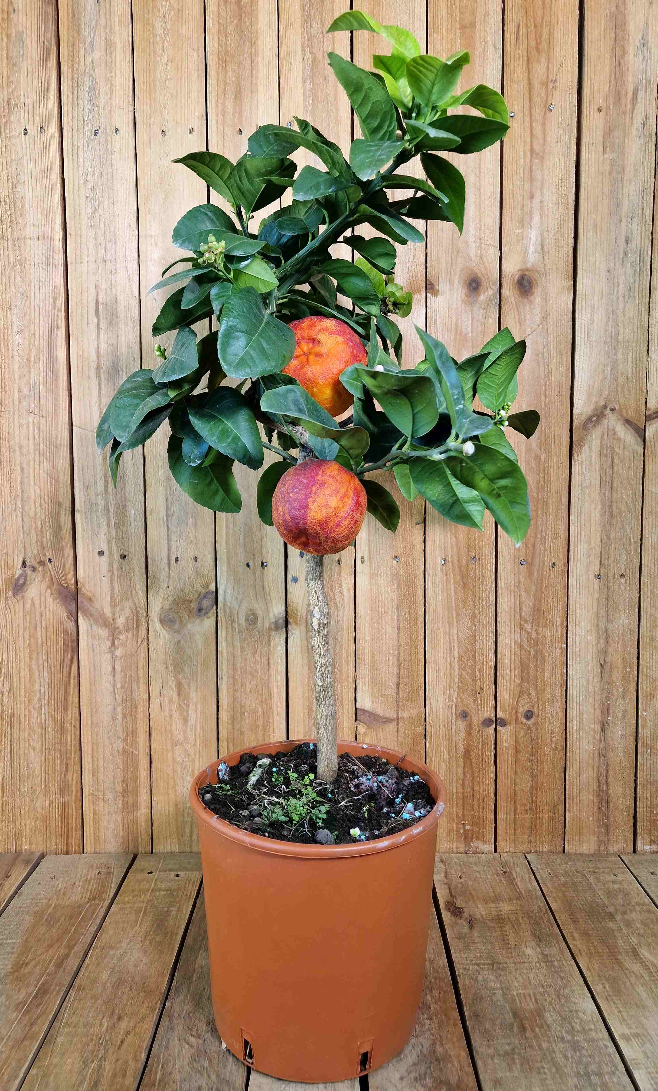 Orangenbaum 'Arcobal' - Citrus Sinensis 'Arcobal' - Regenbogen Orange