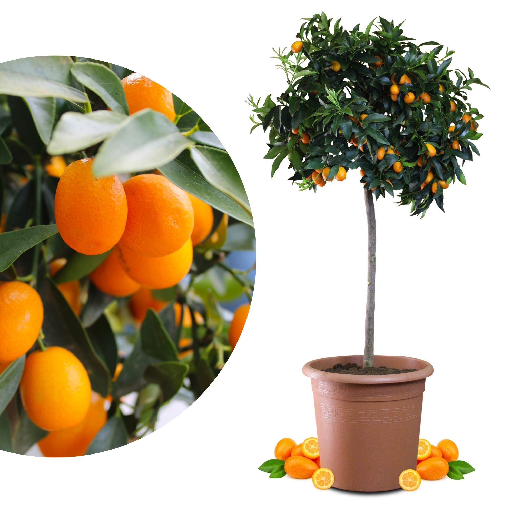 Kumquat [Molto Grande] - Citrus japonica - Fortunella margarita