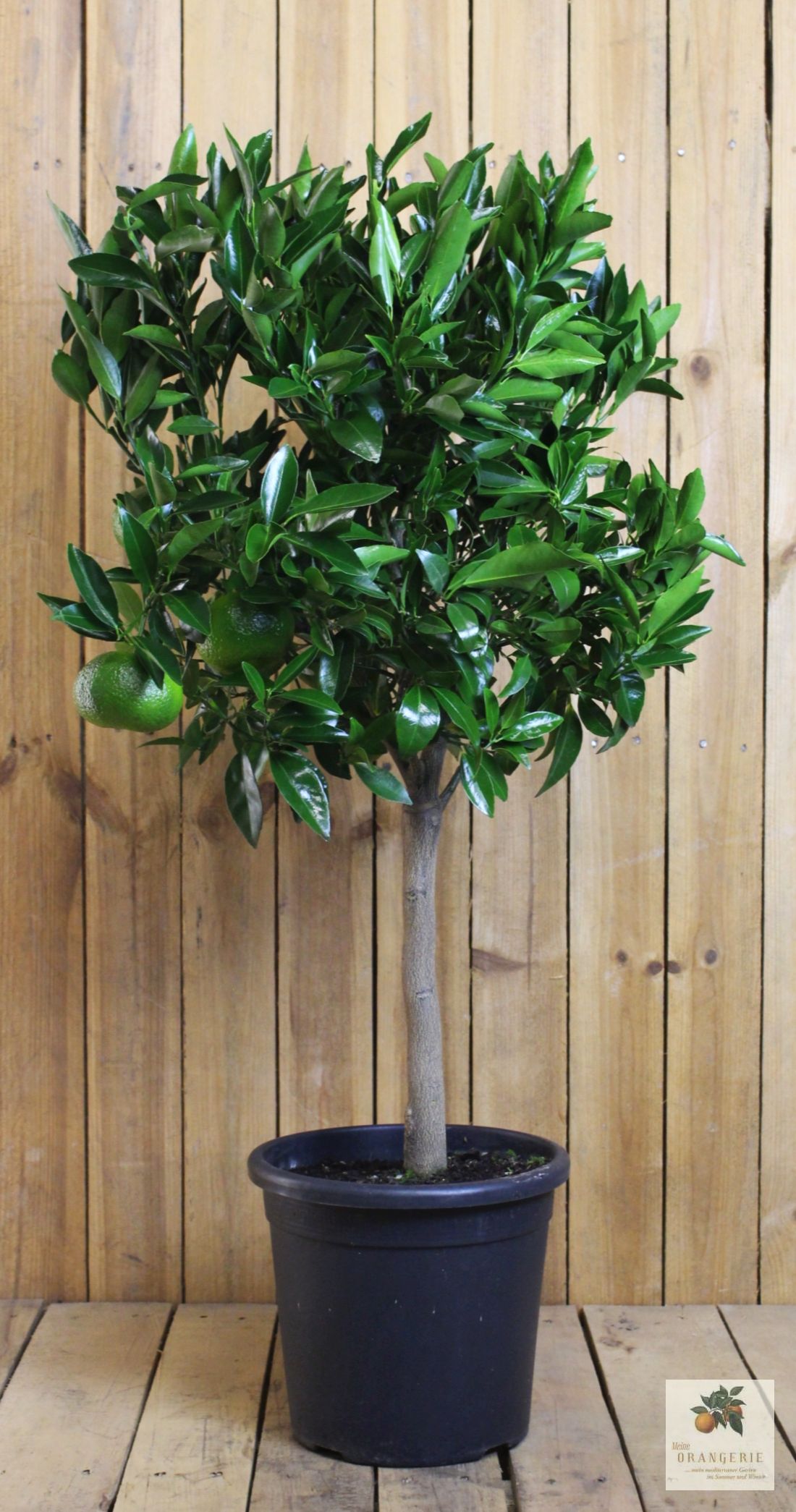 Mandarinenbaum [Mezzo] - Citrus deliciosa - Citrus reticulata
