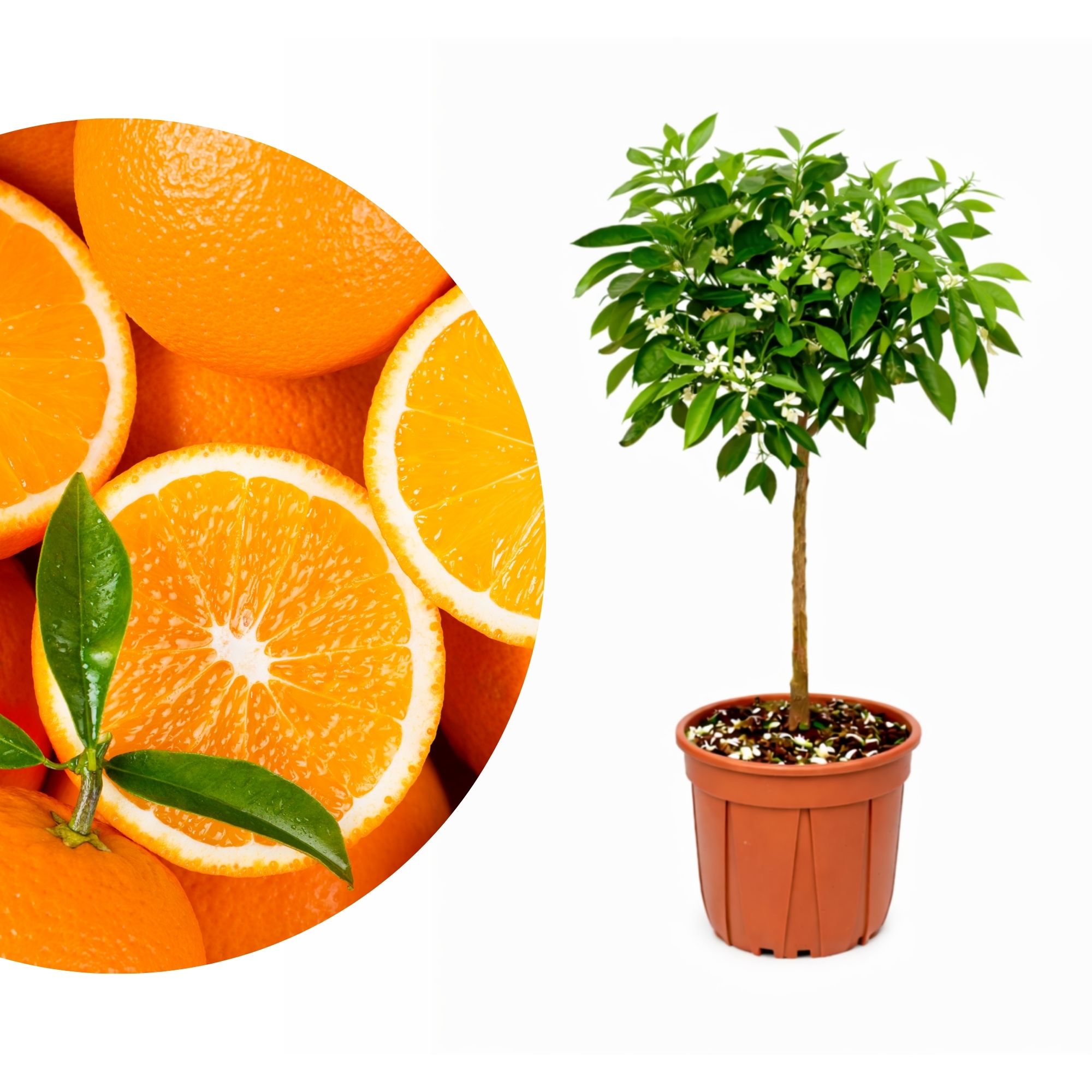Orangenbaum - Sonder-Sorte: 'Vaniglia'