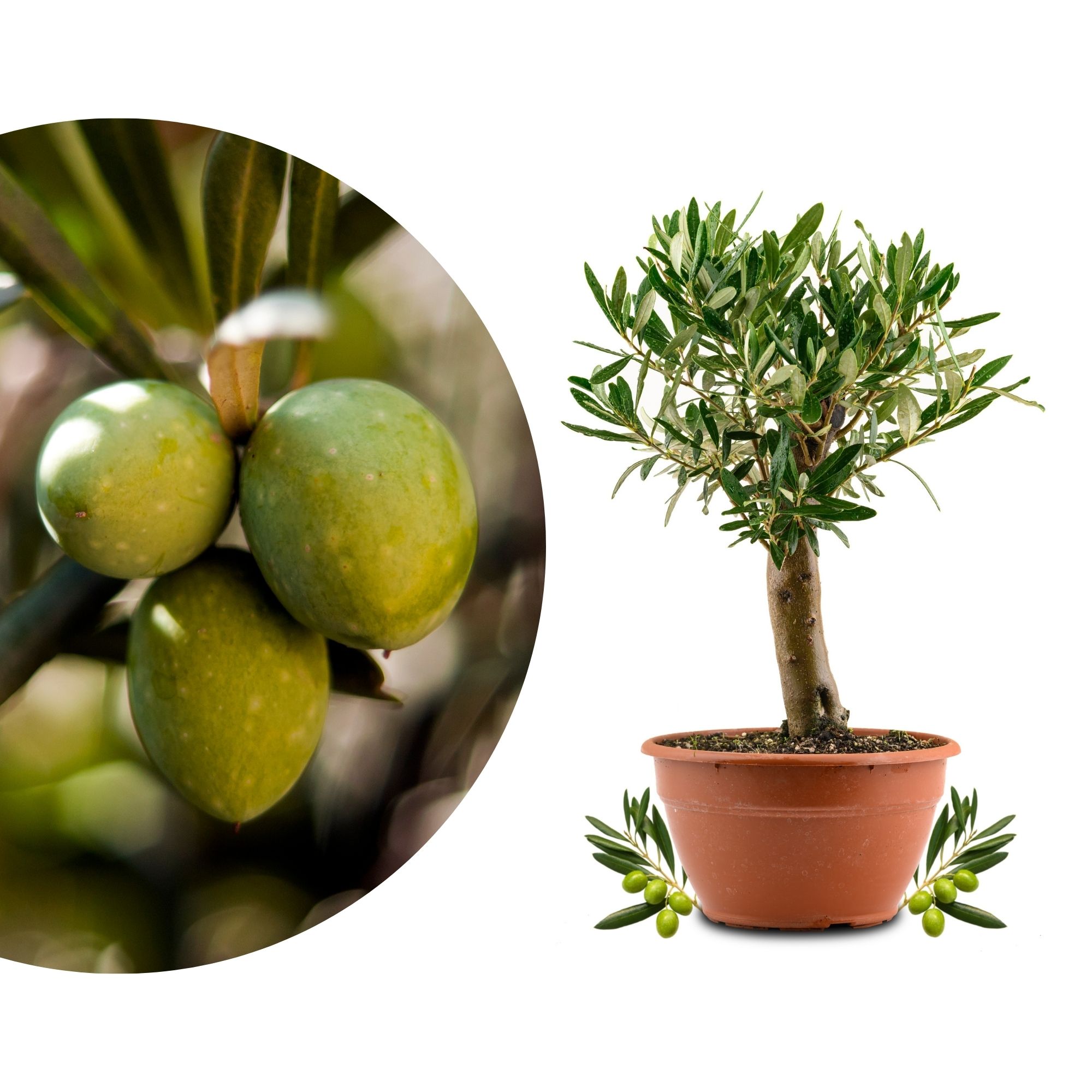 Olivenbaum Bonsai [Piccolo] - Olea europaea - echte Olive 
