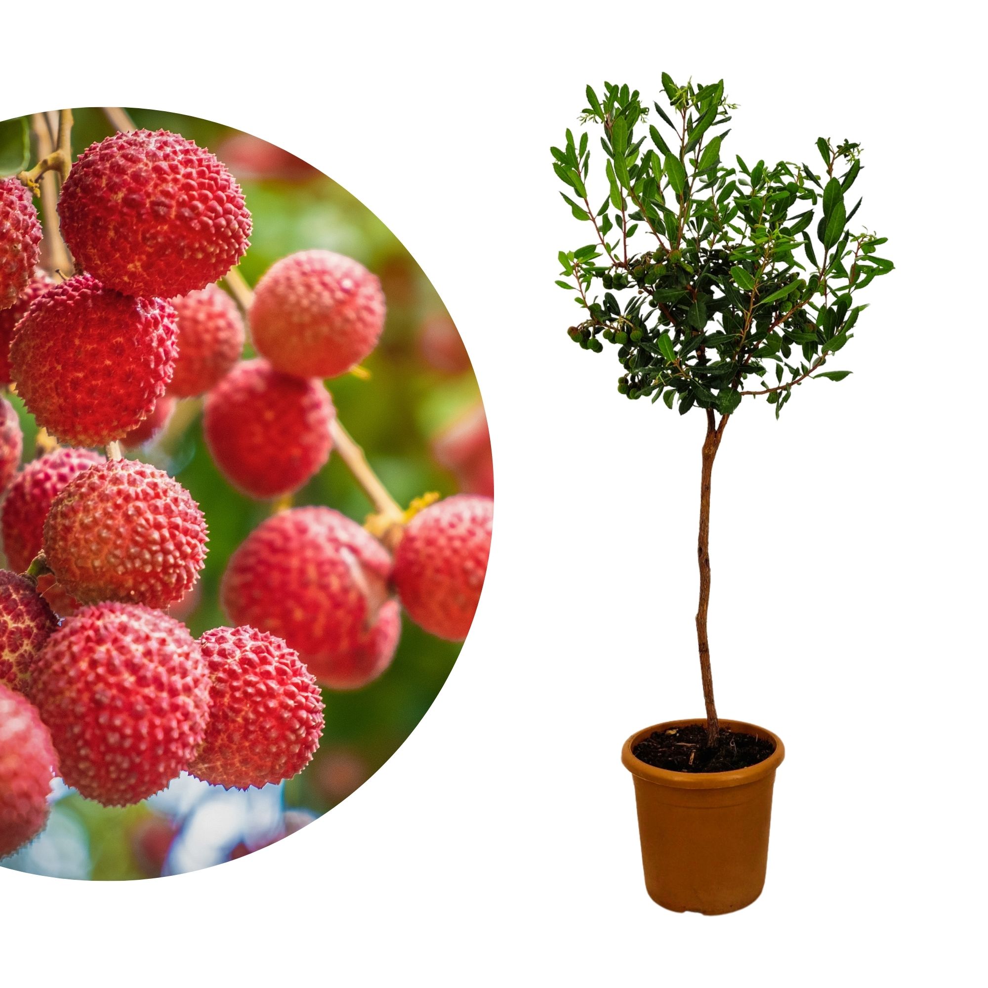 Erdbeerbaum [Mezzo] - Arbutus Unedo