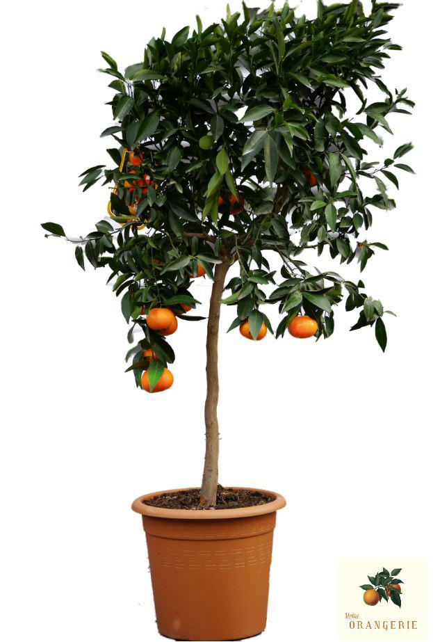 Mandarinenbaum [Molto Grande] - Citrus deliciosa - Citrus reticulata