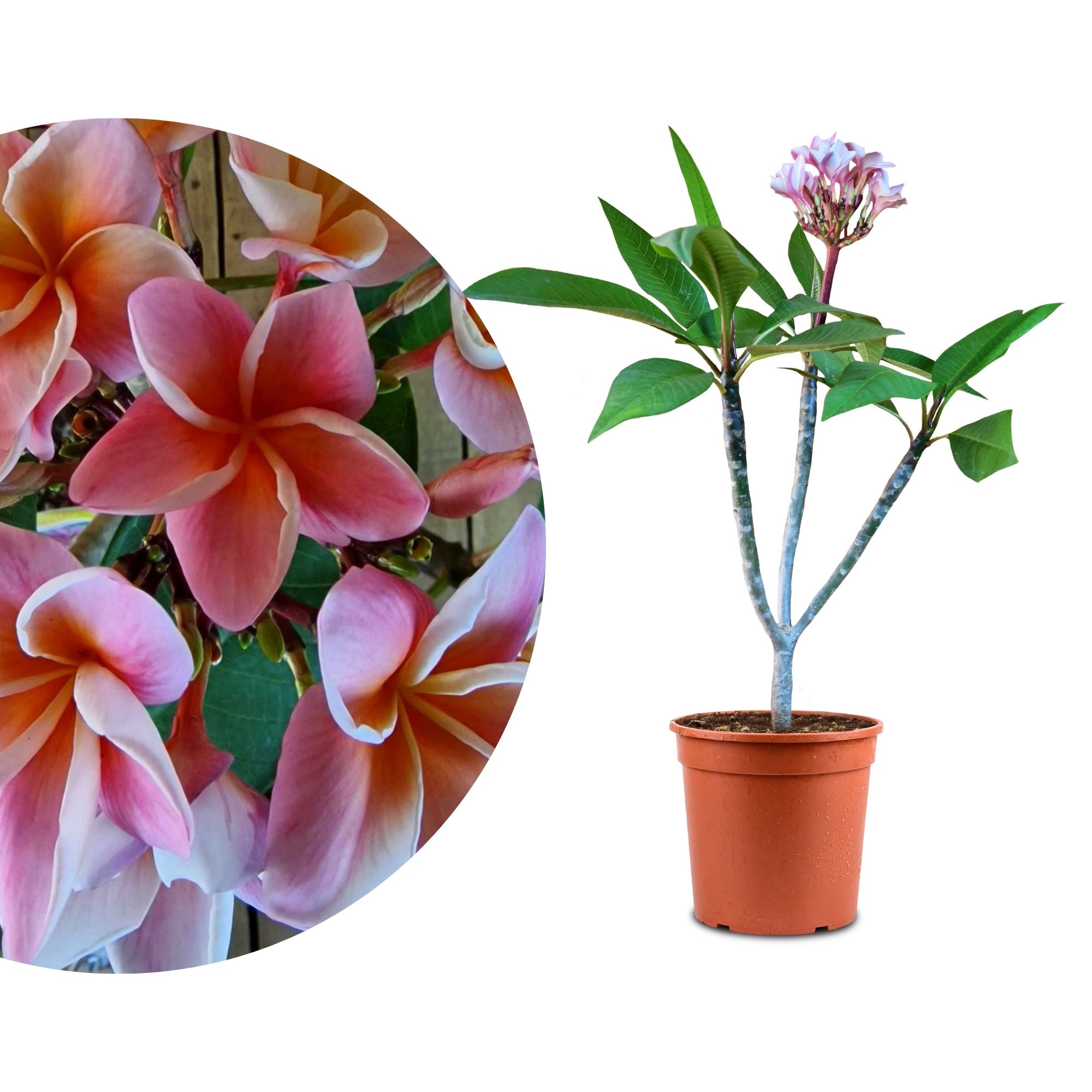 Frangipani "Synchronicity" Ø 20  - Plumeria rubra - Pomelia