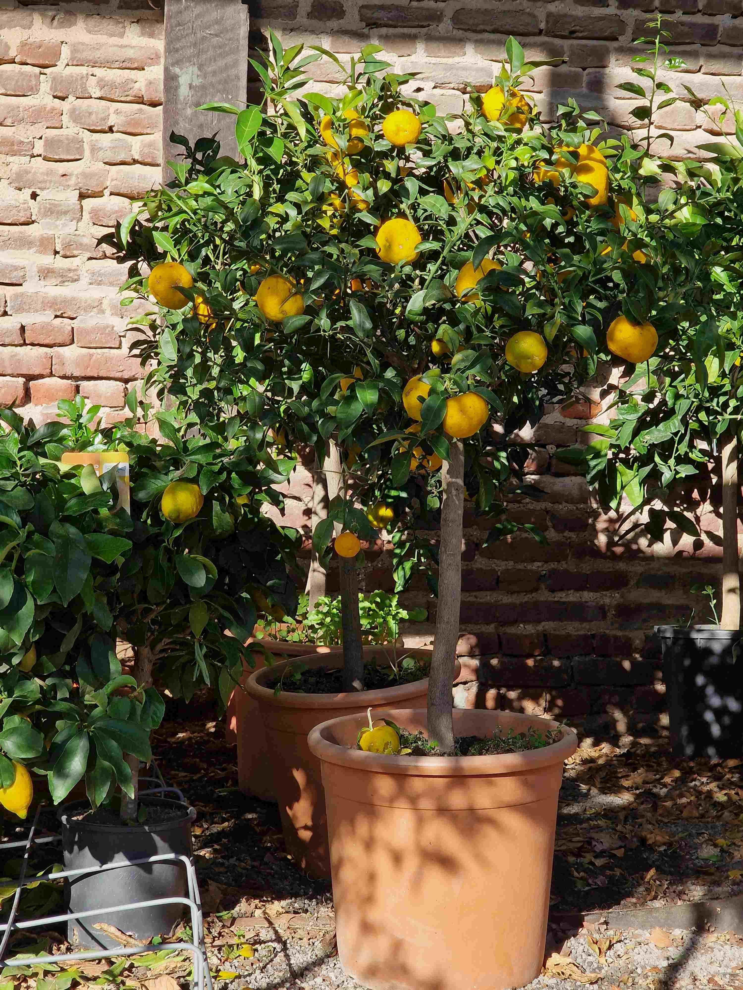 Yuzu [Molto Grande] - Citrus junos -  [Citrus ichangensis × Citrus reticulata]