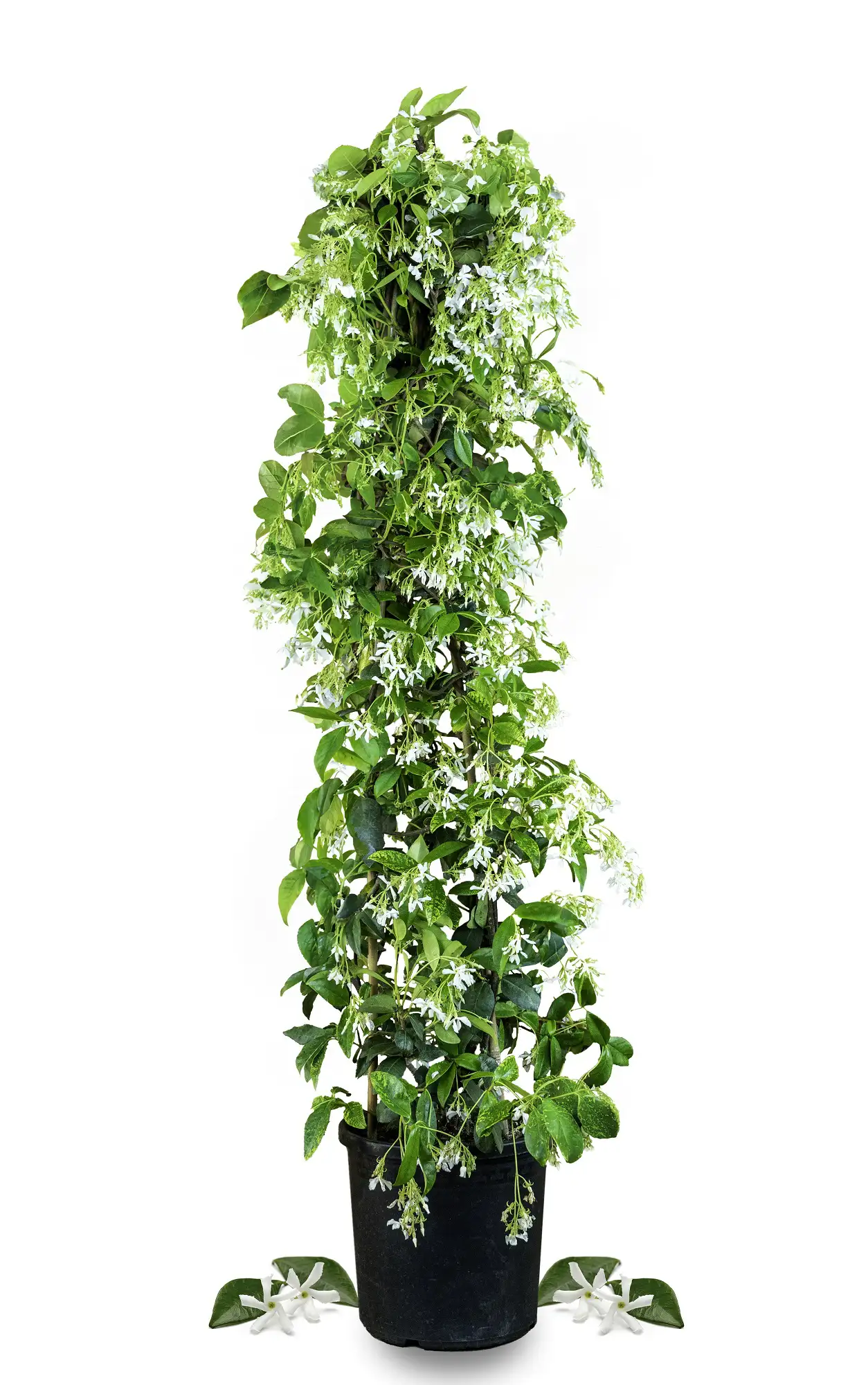 Sternjasmin [Mezzo] - Toskanischer Jasmin - Trachelospermum Jasminoides 