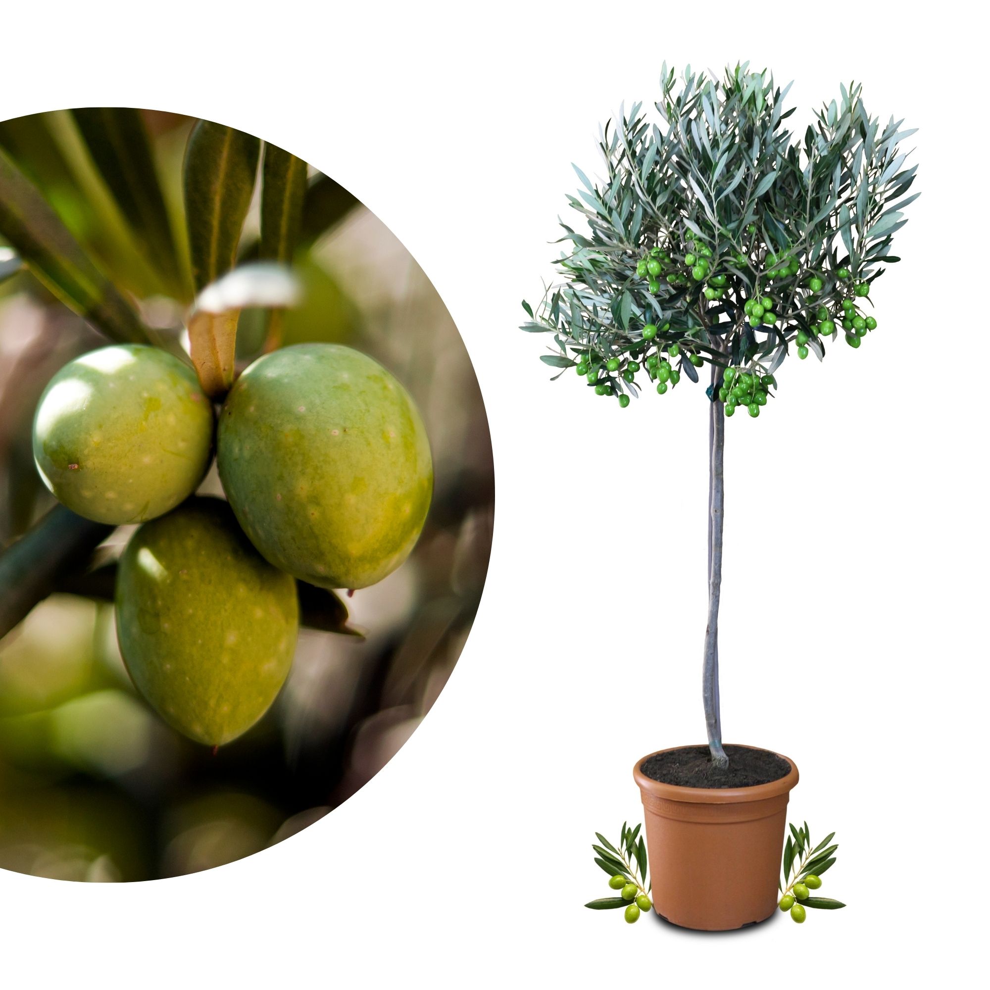 Olivenbaum - Olea europaea - echte Olive - Stämmchen