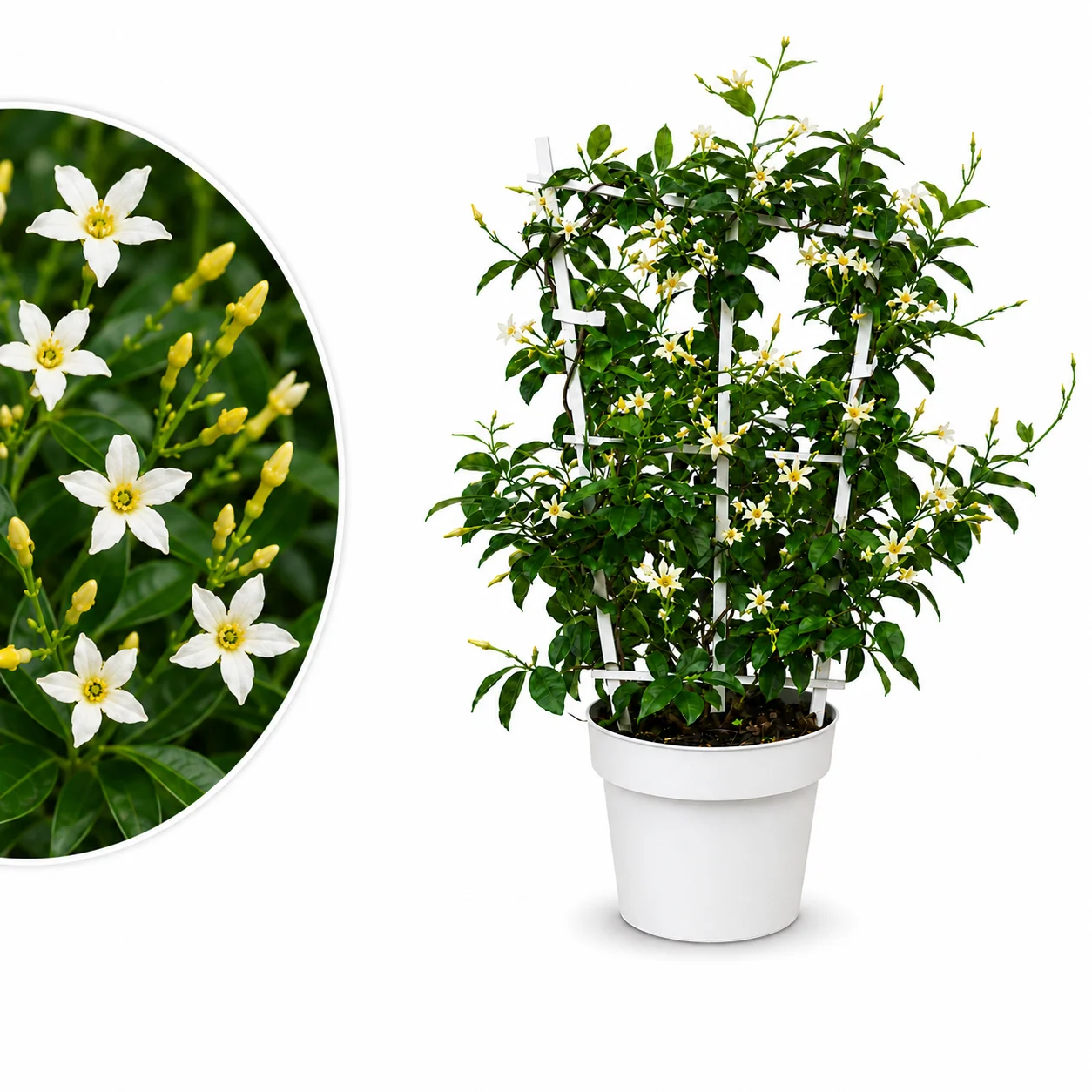 Sternjasmin ‘Star of Toscane’ – Toskanischer gelber Sternjasmin
