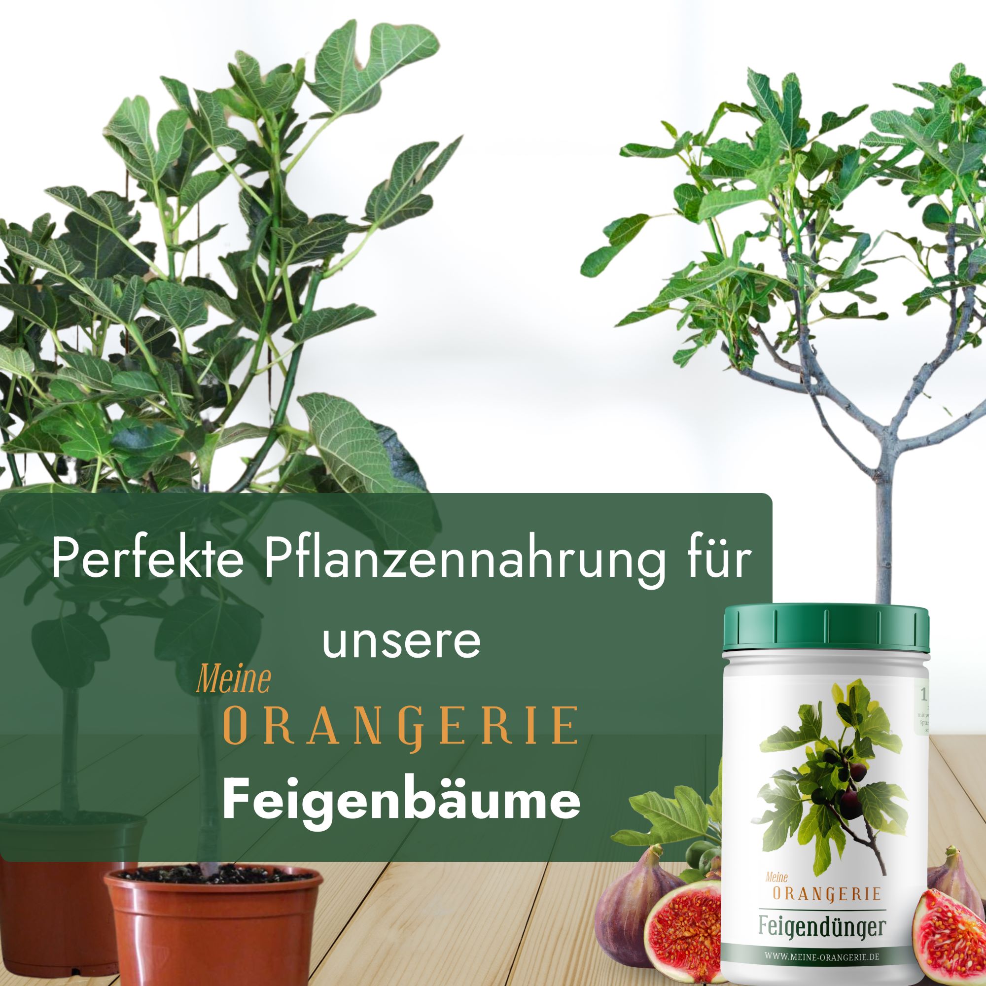 Meine Orangerie Feigendünger [1kg] - Premium Pflanzendünger für Feigenbäume