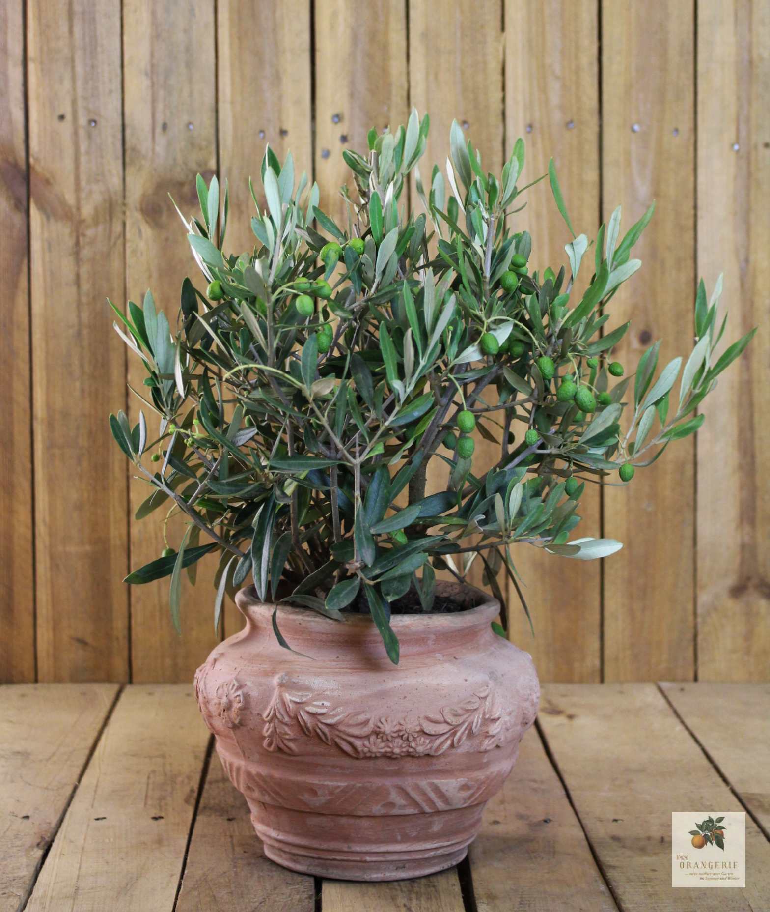 Olivenbaum im Terracotta-Topf "Orcio"