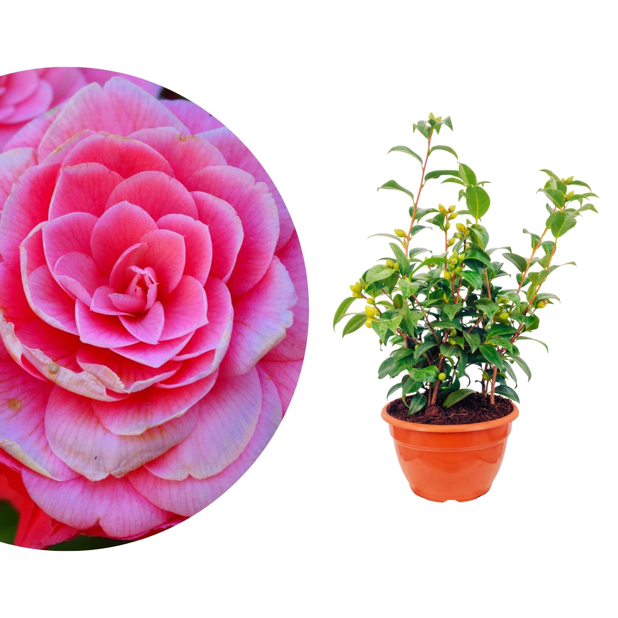 Kamelie "Bonsai" Mrs. Tingley