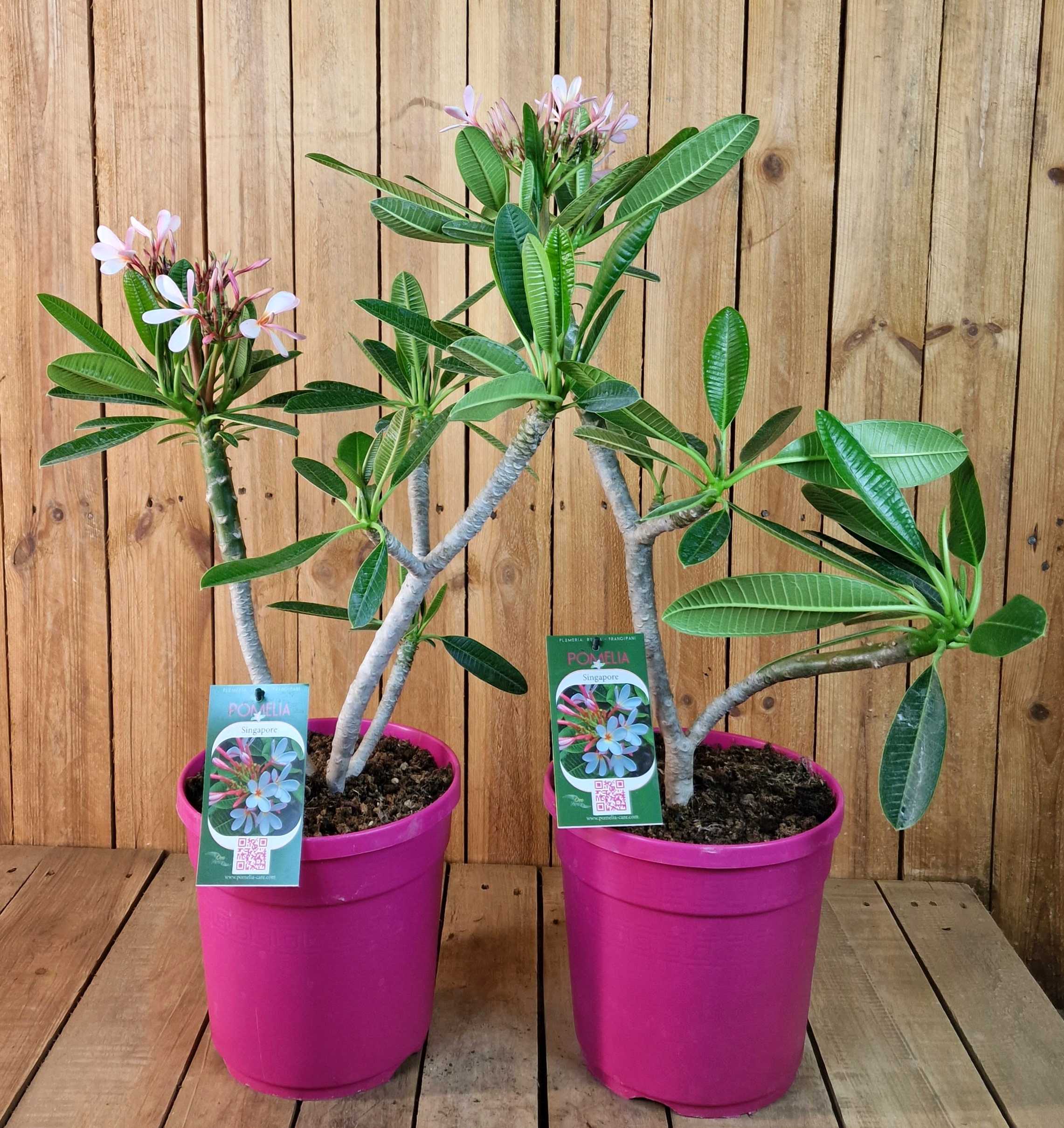 Frangipani "Singapore" Ø 20  - Plumeria rubra - Pomelia