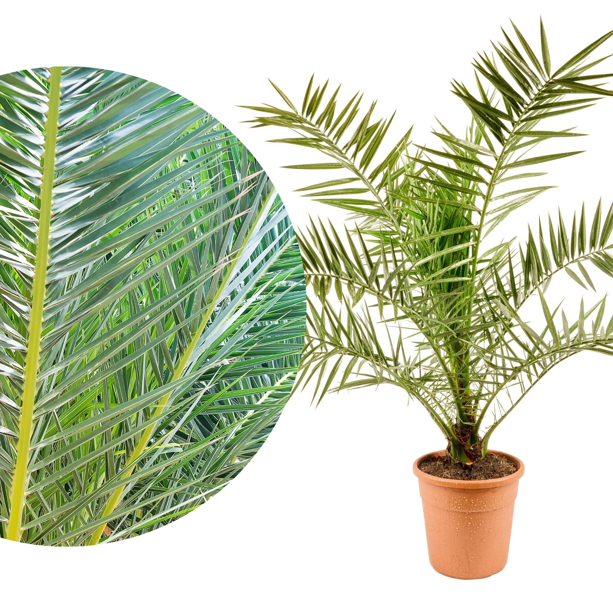 Phoenix Palme [Grande] - Phoenix Canariensis Ø 24cm - Kanarische Dattelpalme