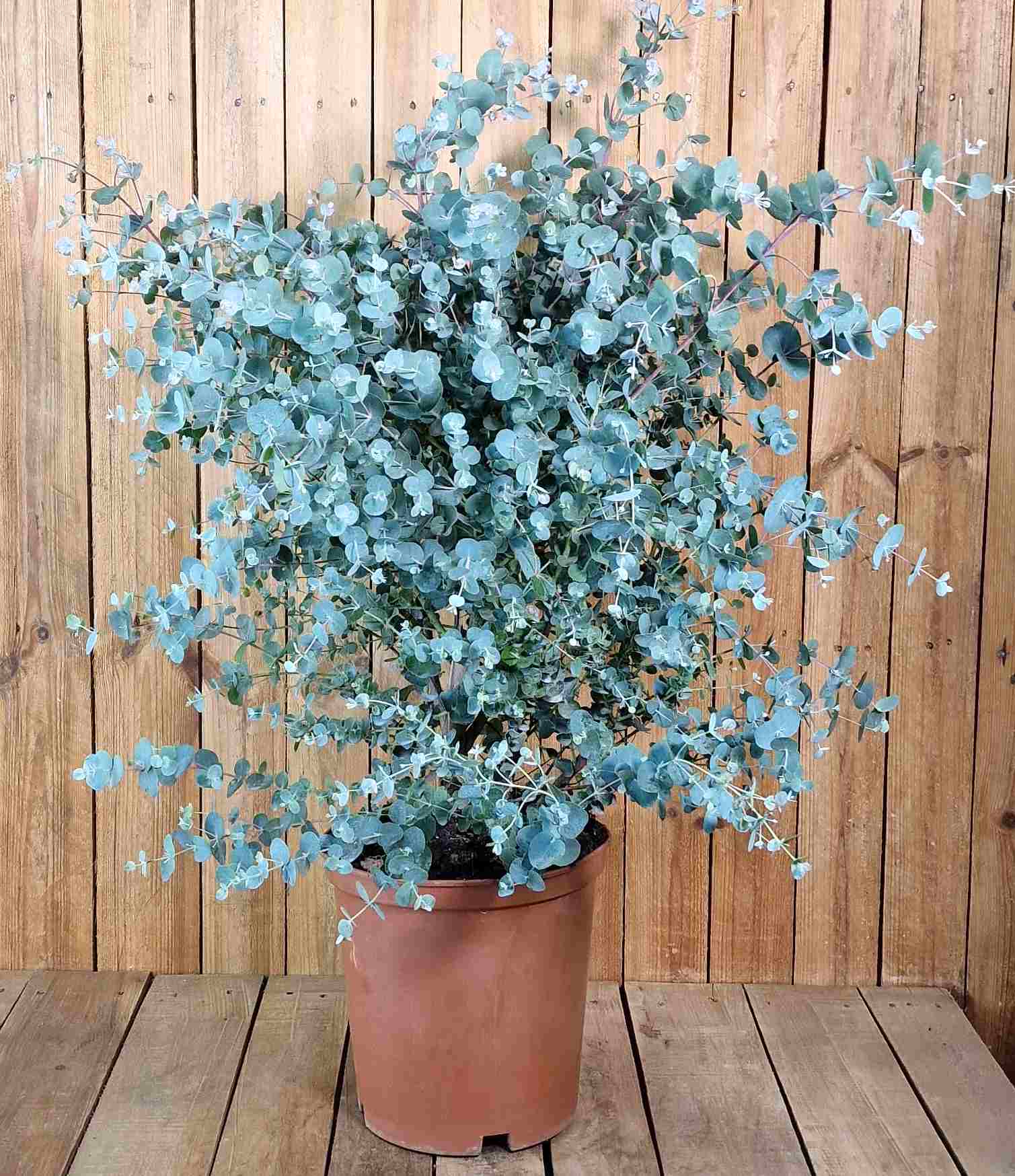 Eukalyptus [Grande] - Eucalyptus gunnii Silverdrop  ø 24