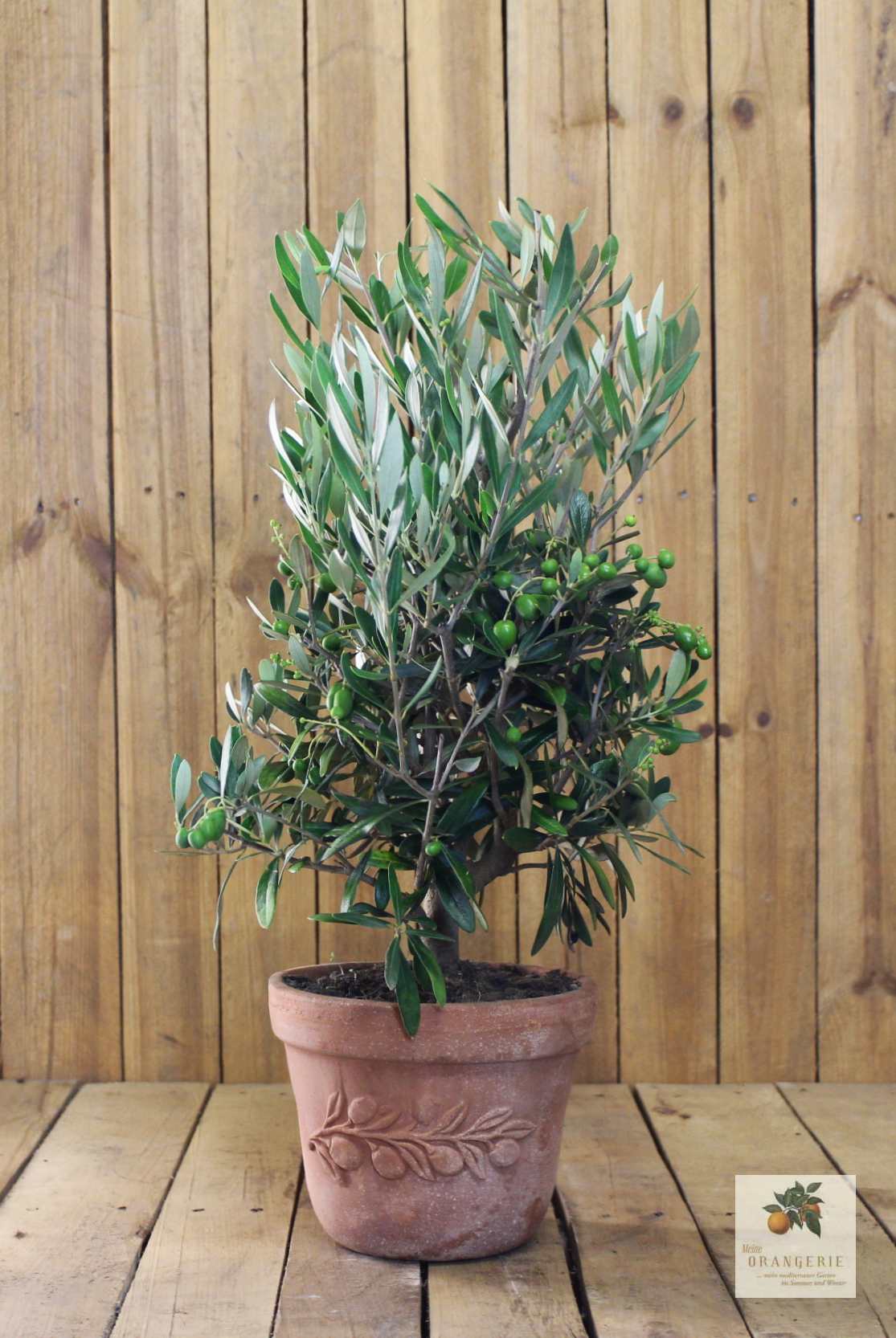 Olivenbaum im Terracotta-Topf "Olea"
