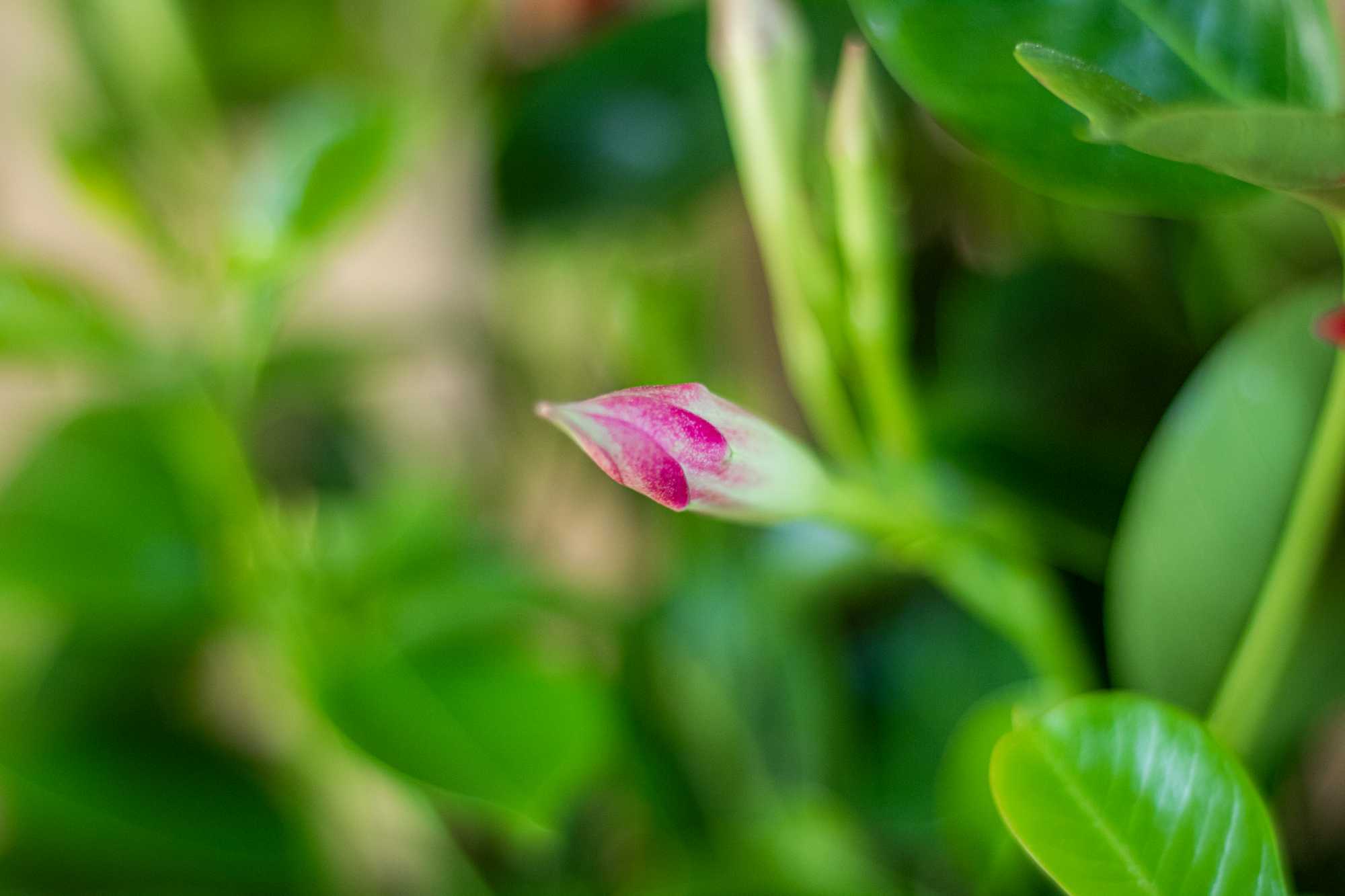 Rote Dipladenia [Mezzo] - Sundaville Pyramide - Mandevilla 