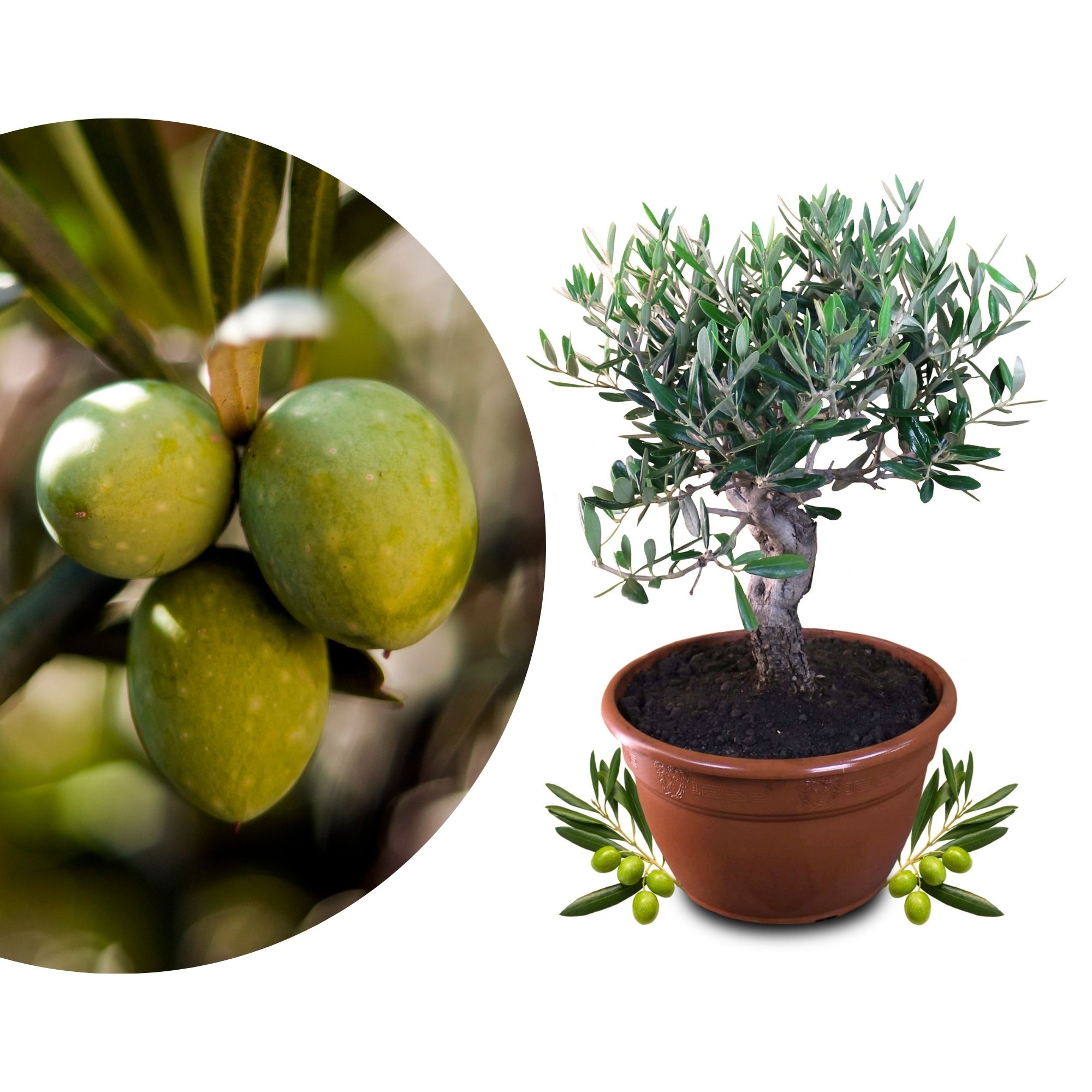 Olivenbaum Bonsai [Mezzo] - Olea europaea - echte Olive