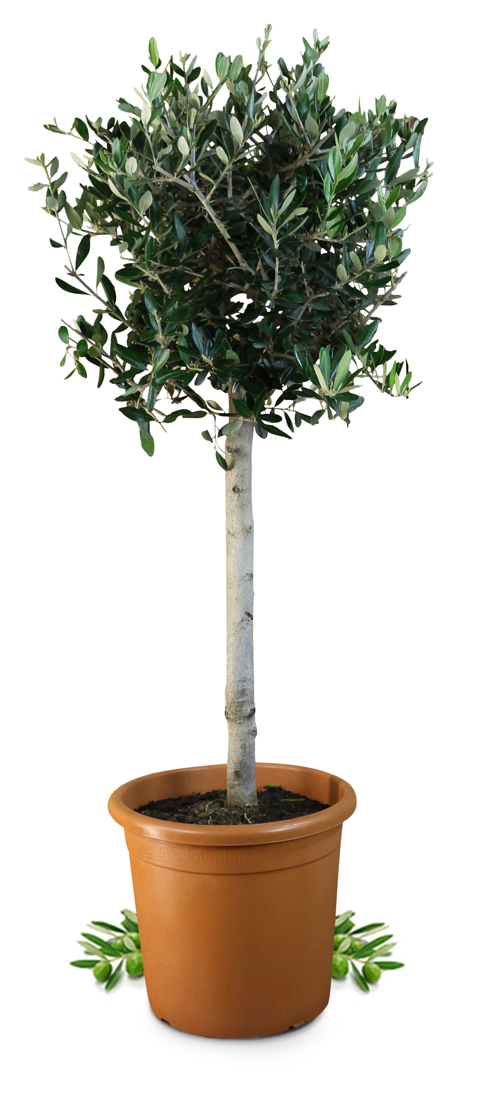 Olivenbaum [Grande] - Olea europaea - echte Olive