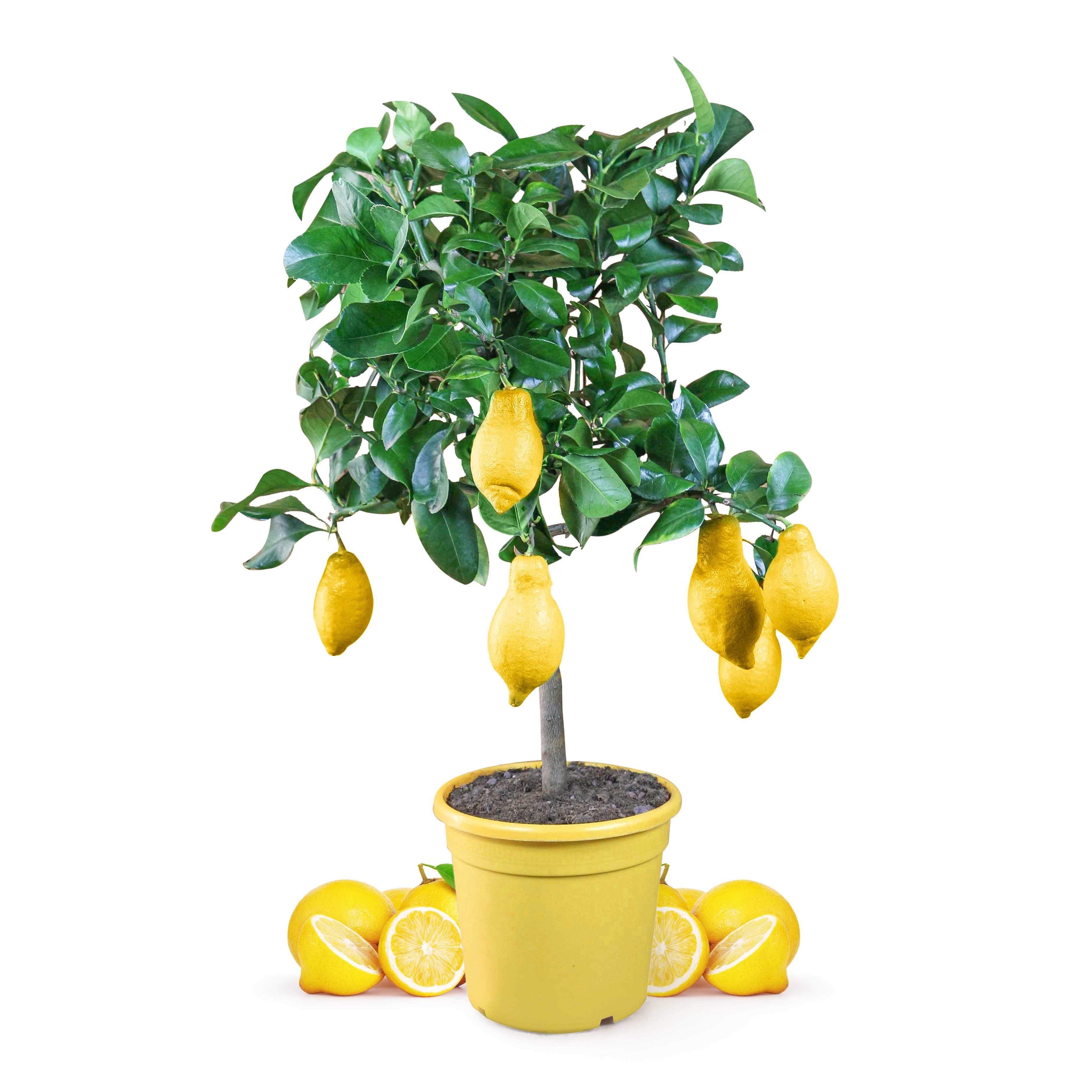 Zitronenbaum  - Citrus Limon - echte Zitrone
