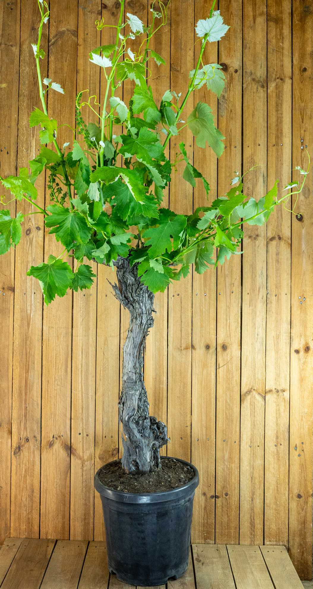 Weinrebe Vitis Vinifera [Molto Grande]
