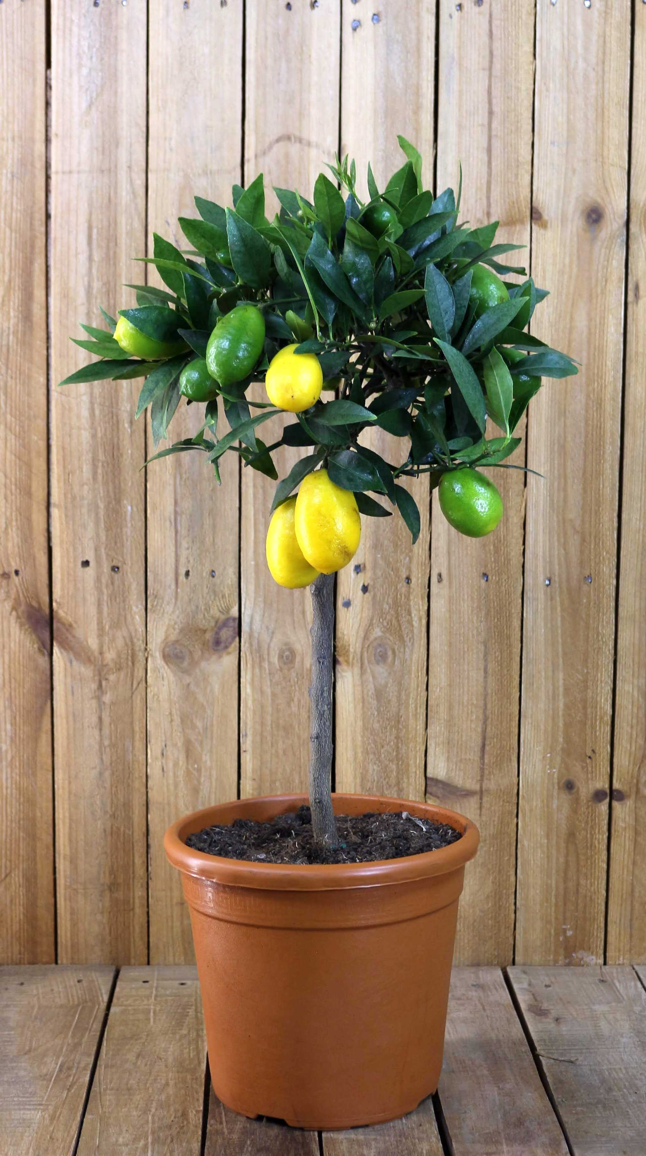 Limequat 