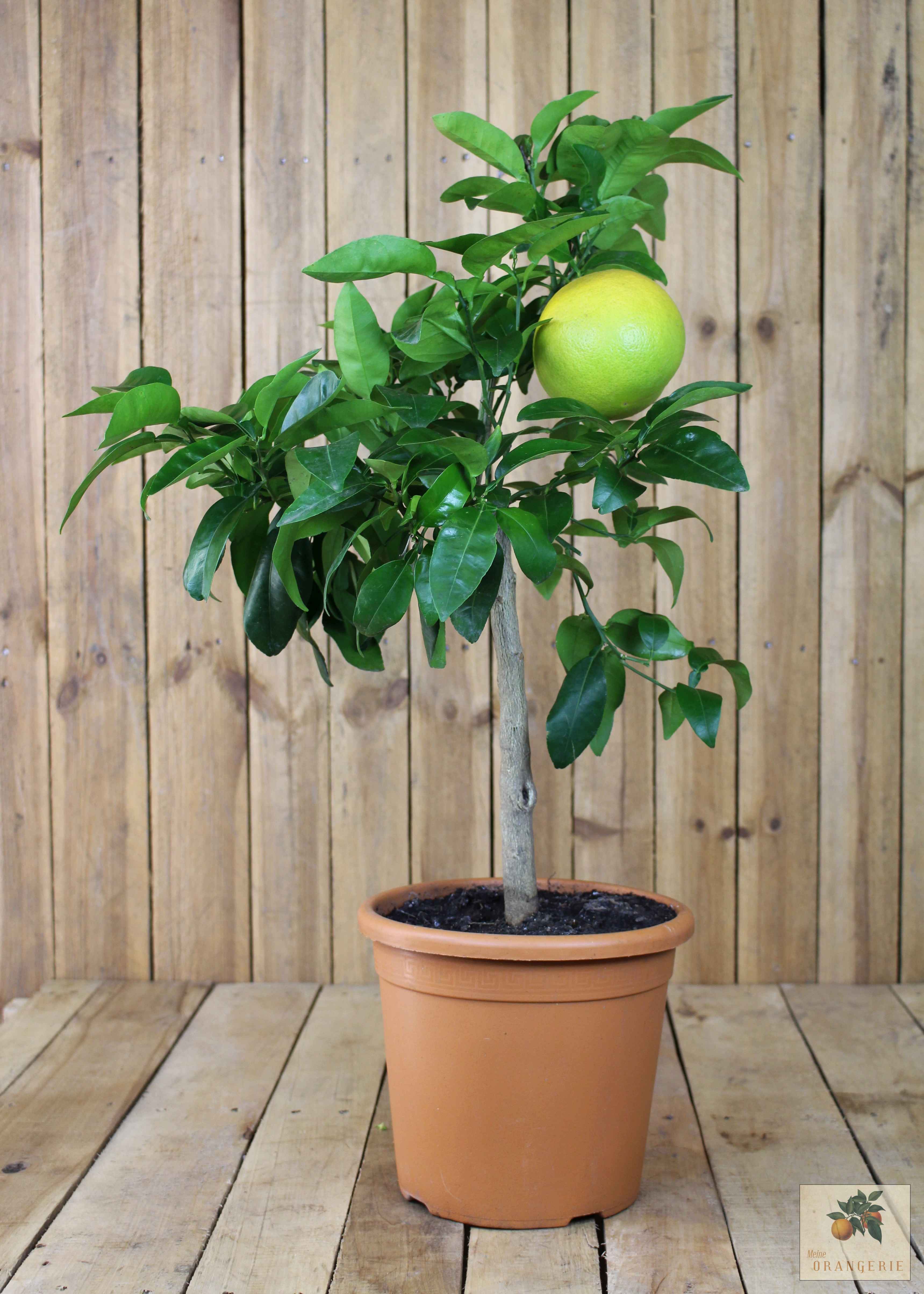 Grapefruit [Mezzo] - Citrus paradisi
