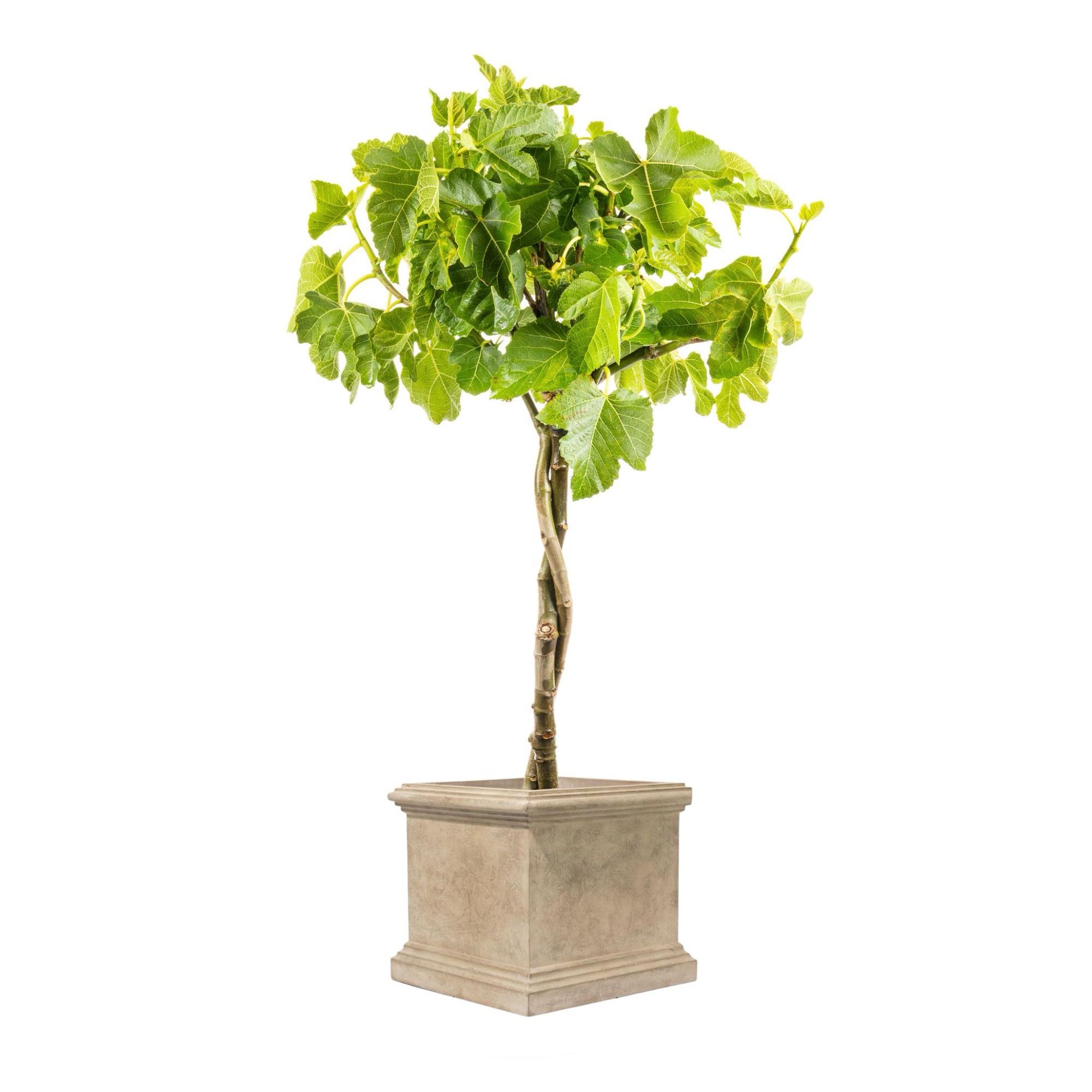 Pflanztopf Villa Borghese - Bargello Sabbia - Edles Pflanzgefäß aus GFK - Leicht & Robust