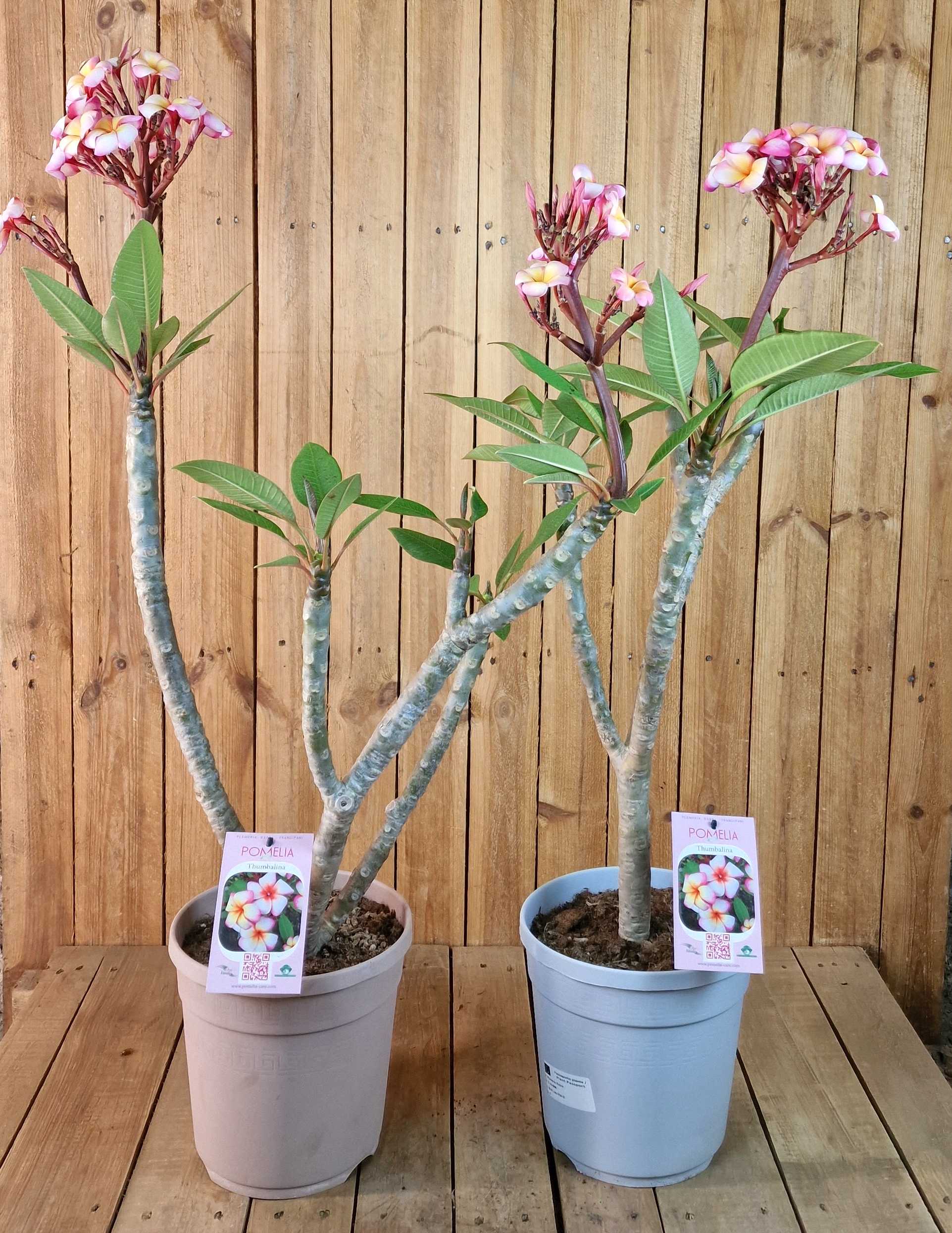 Frangipani "Thumalina" Ø 20  - Plumeria rubra - Pomelia