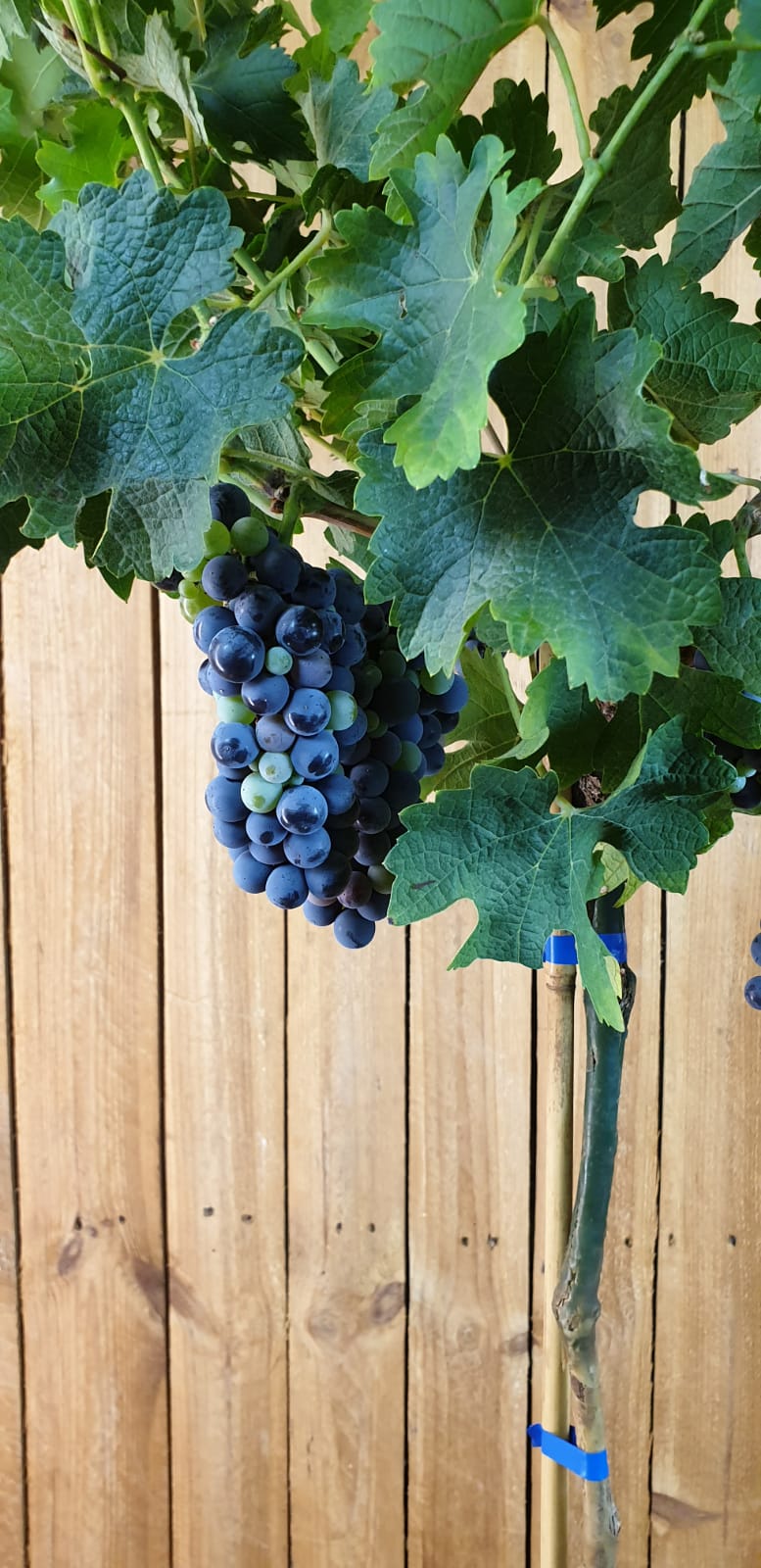 Weinrebe "Cabernet Sauvignon" [Grande]