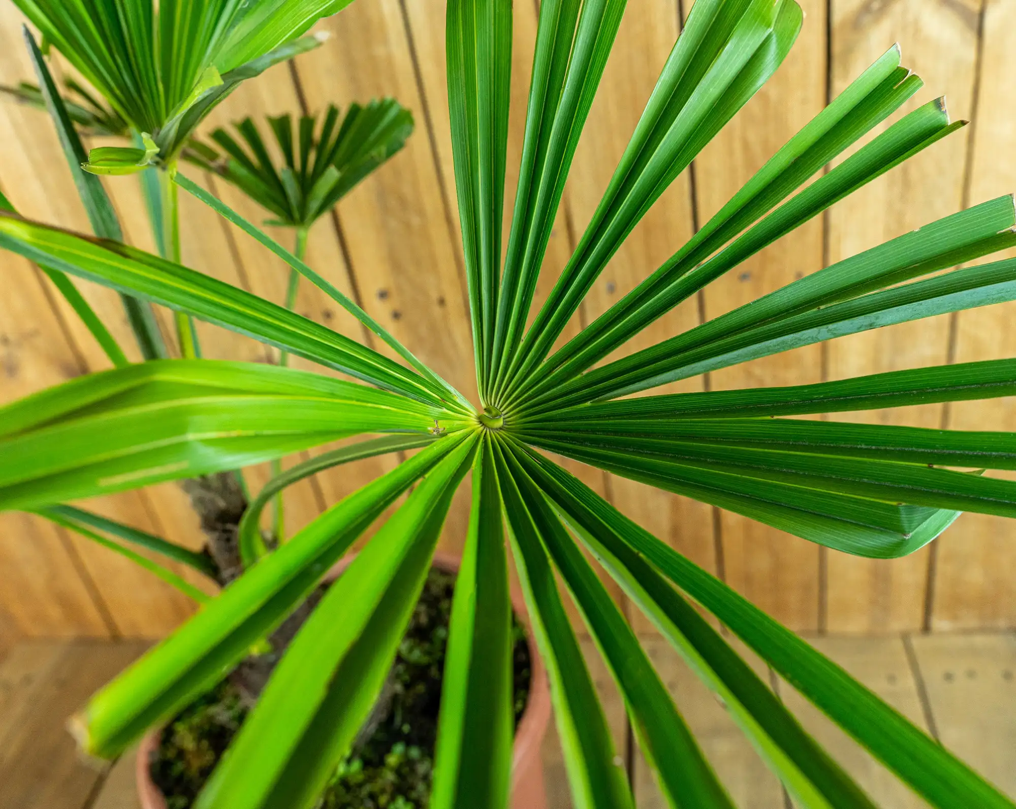 Palme Trachycarpus [Mezzo] - Chinesische Hanfpalme - Trachycarpus Fortunei