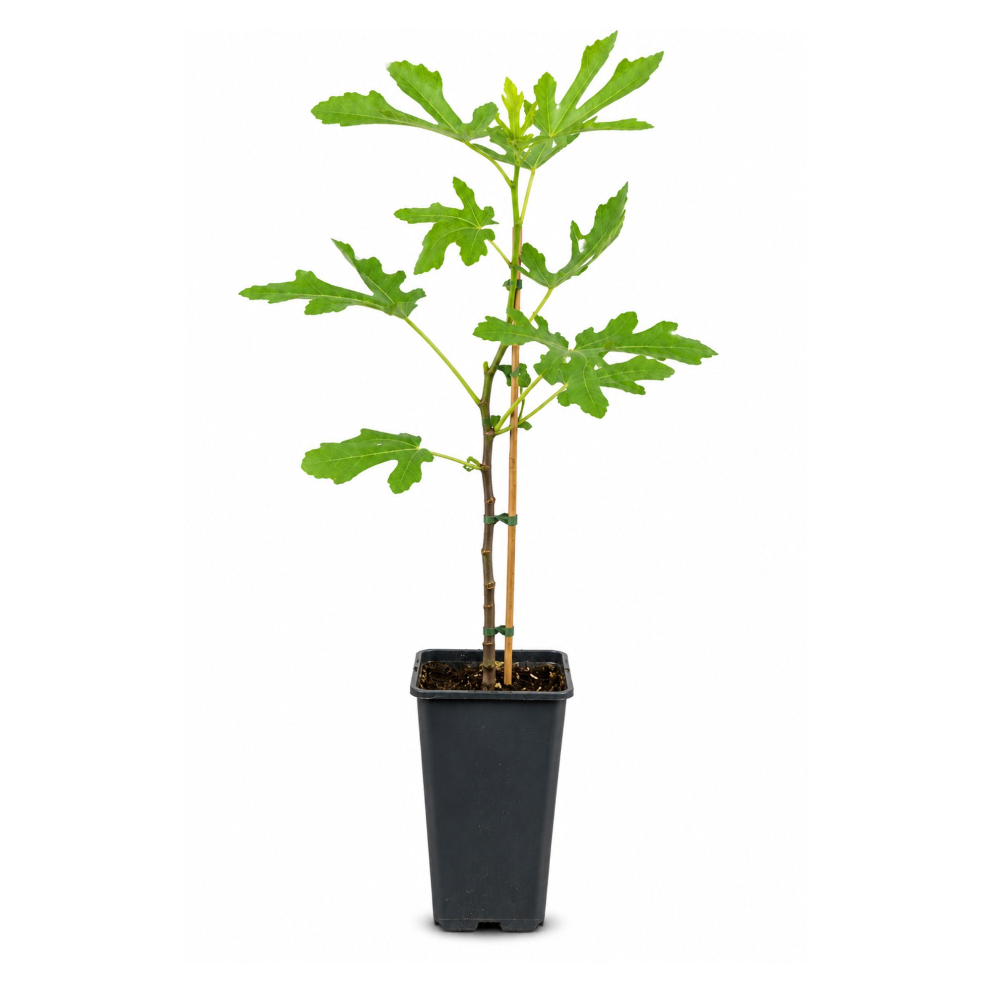 Feige Stämmchen [Mini] - Ficus carica "Brown Turkey"