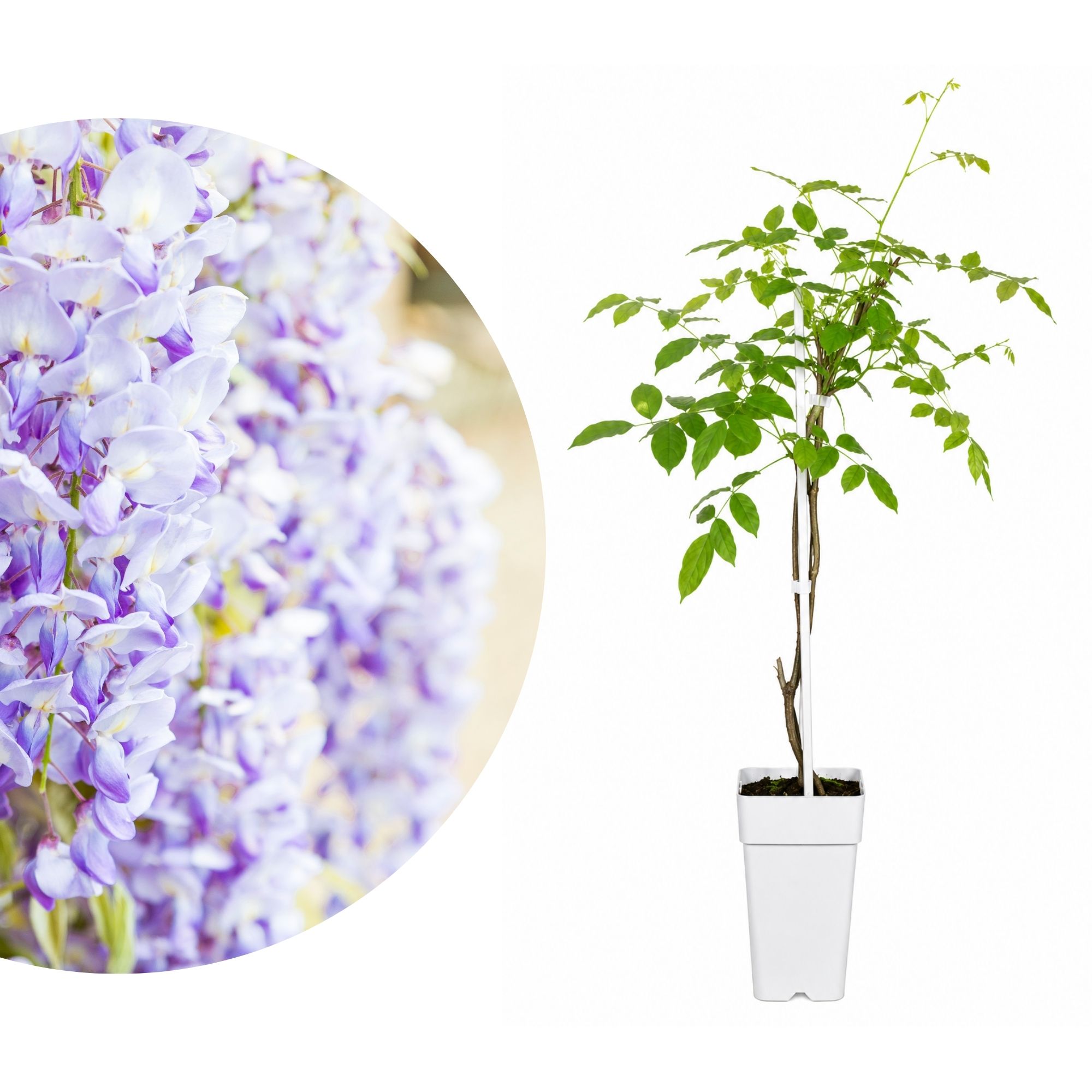Amerikanischer Blauregen 'Blue Moon' - Wisteria macrostachya Blue Moon