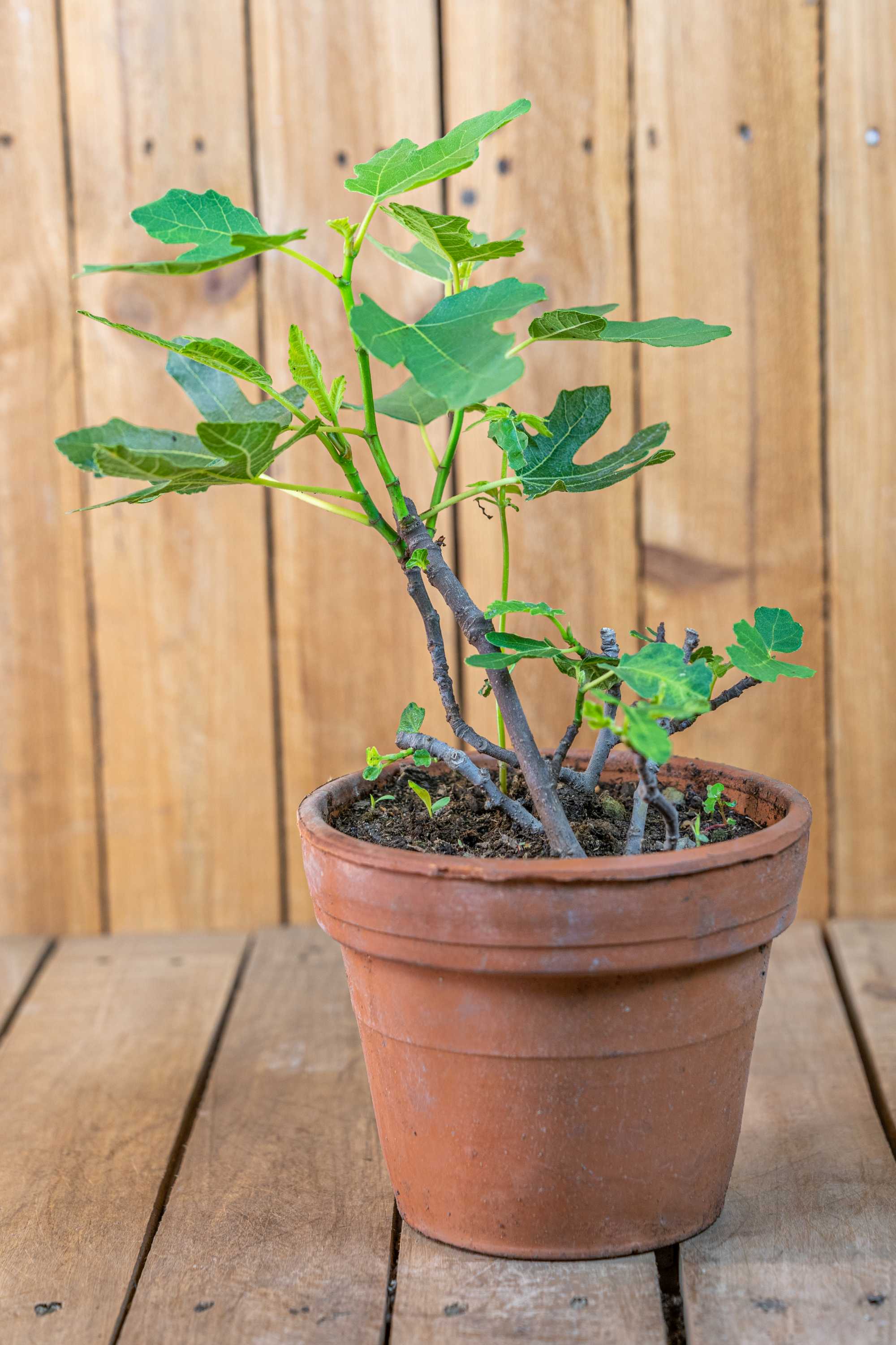 Feige Ficus Carica - Busch im Terracotta-Topf - Bornholmfeige - besonders winterhart