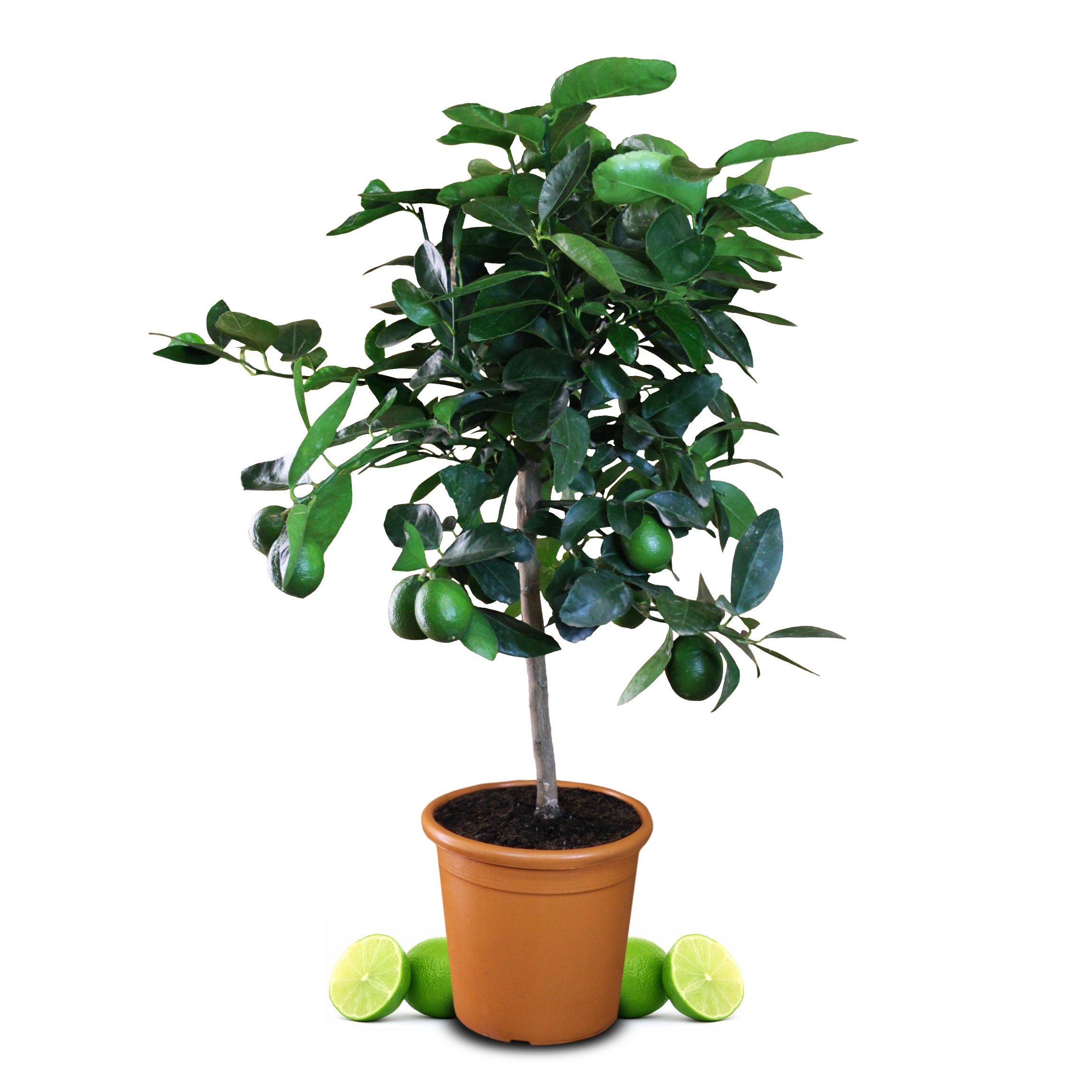 Tahiti Limette - Persische Limette - Citrus Latifolia