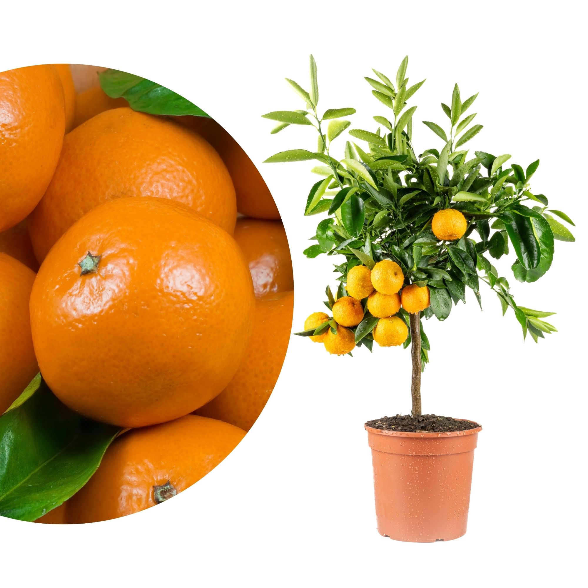 Rote Clementine - Clementino Rubino - Citrus clementina Rote Clementine - Clementino Rubino - Citrus clementina