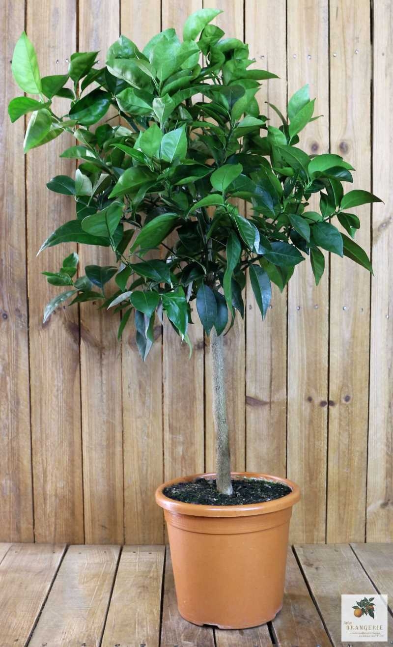 Blutorangenbaum Tarocco [Grande] - Citrus Sinensis 'Tarocco'