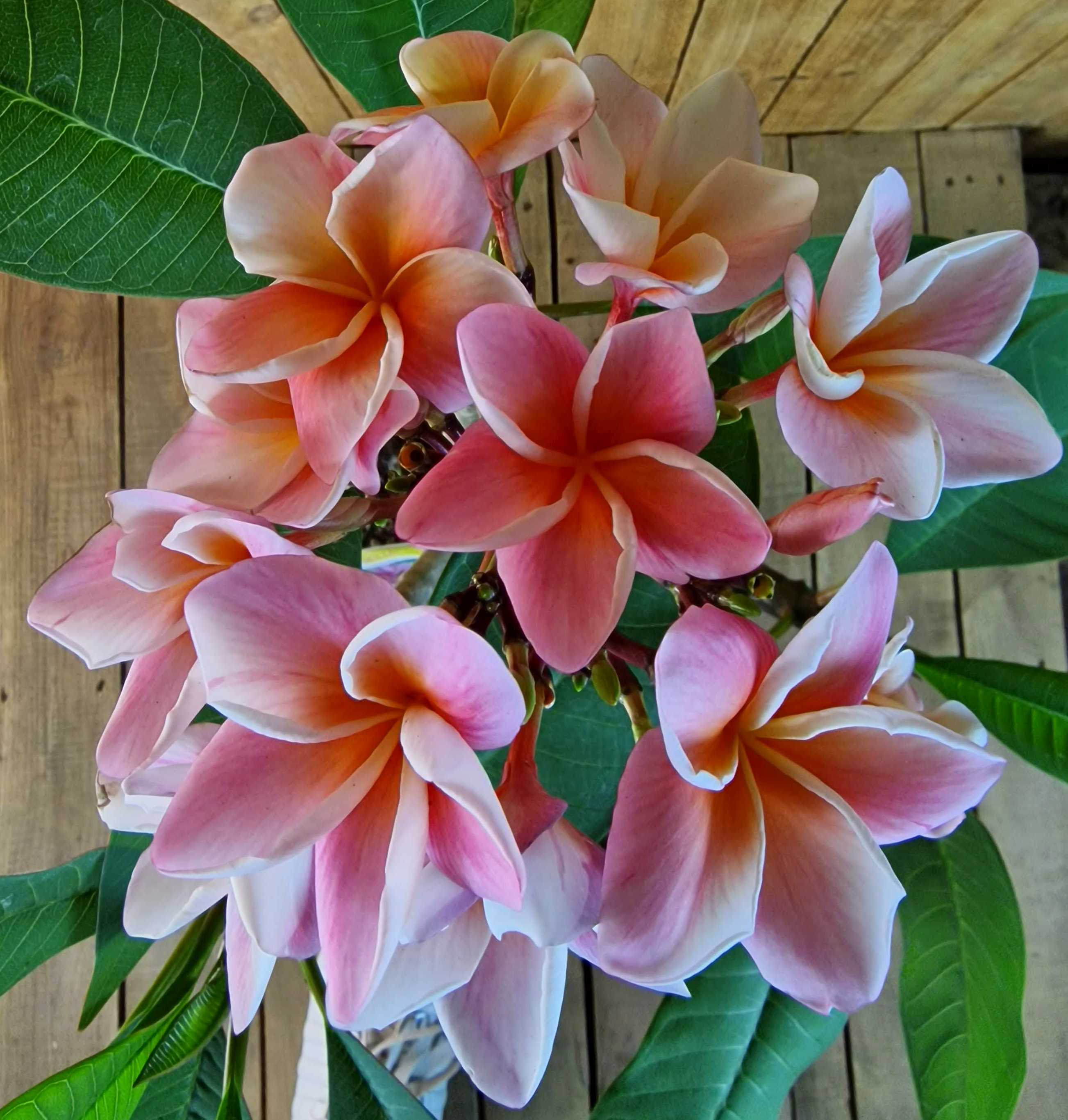 Frangipani-Plumeria-Synchronicity-quadrat Frangipani-Plumeria-Synchronicity-quadrat