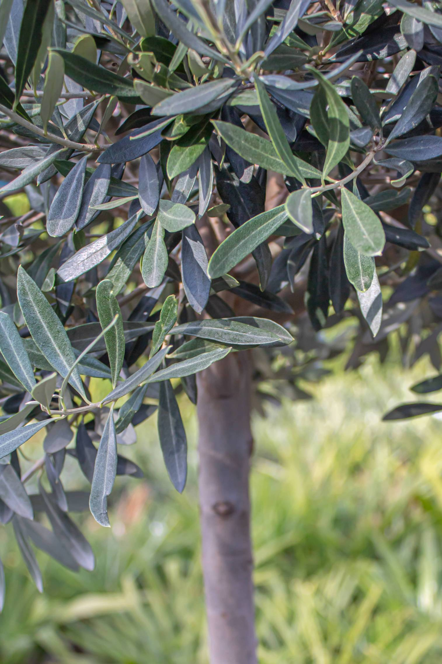 Olivenbaum [Molto Grande] - Olea europaea - echte Olive