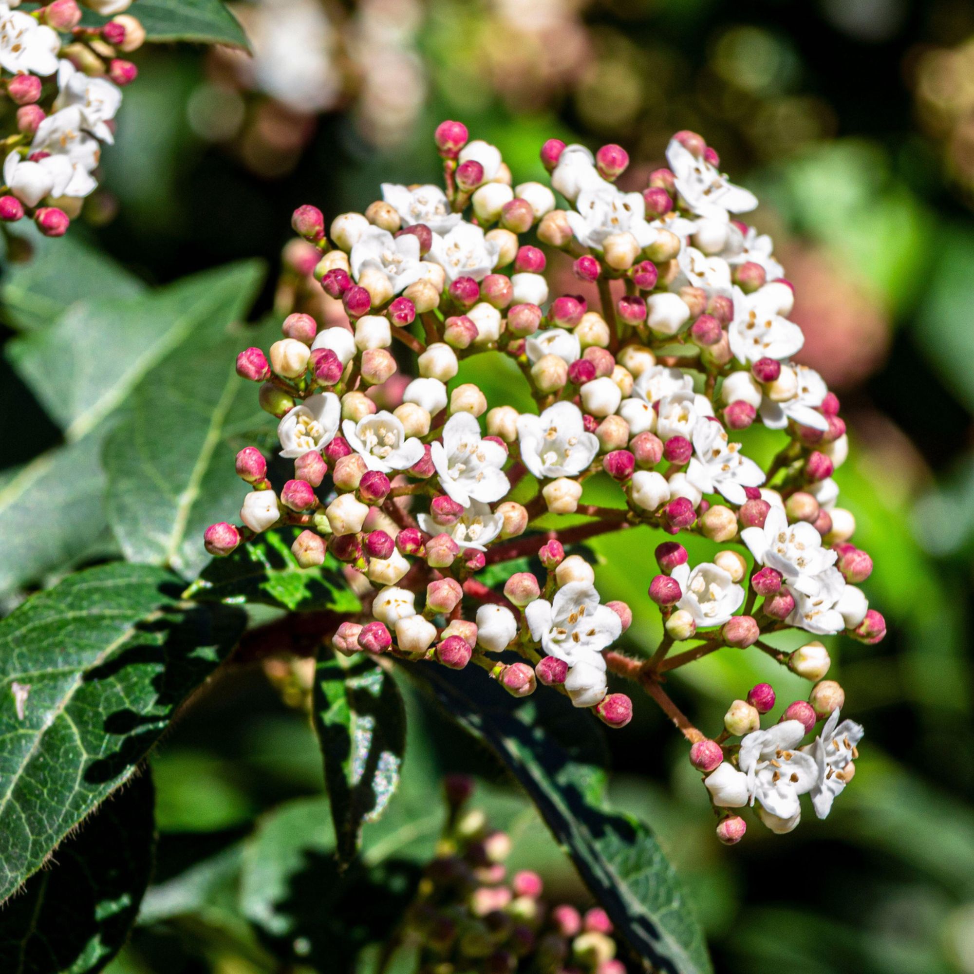 Mittelmeer-Schneeball - Viburnum Tinus - Grande