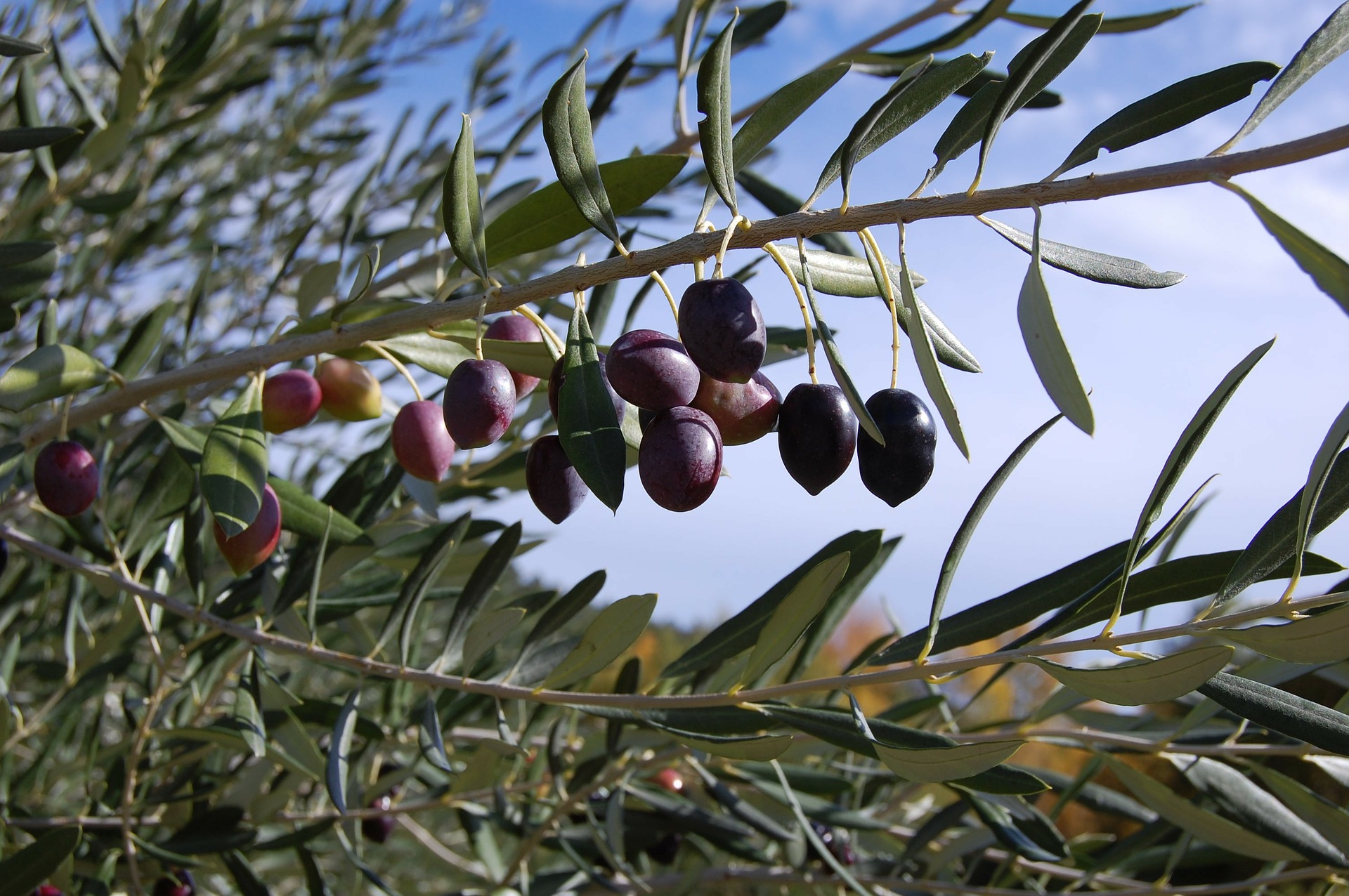 Olivenbaum [Mezzo] - Olea europaea - echte Olive
