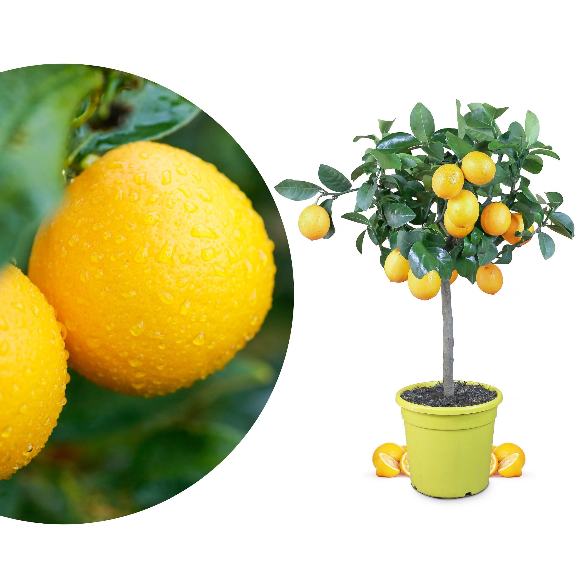 Meyer Zitrone - Citrus Limon 'meyeri' - Meyer Lemon Meyer Zitrone - Citrus Limon 'meyeri' - Meyer Lemon