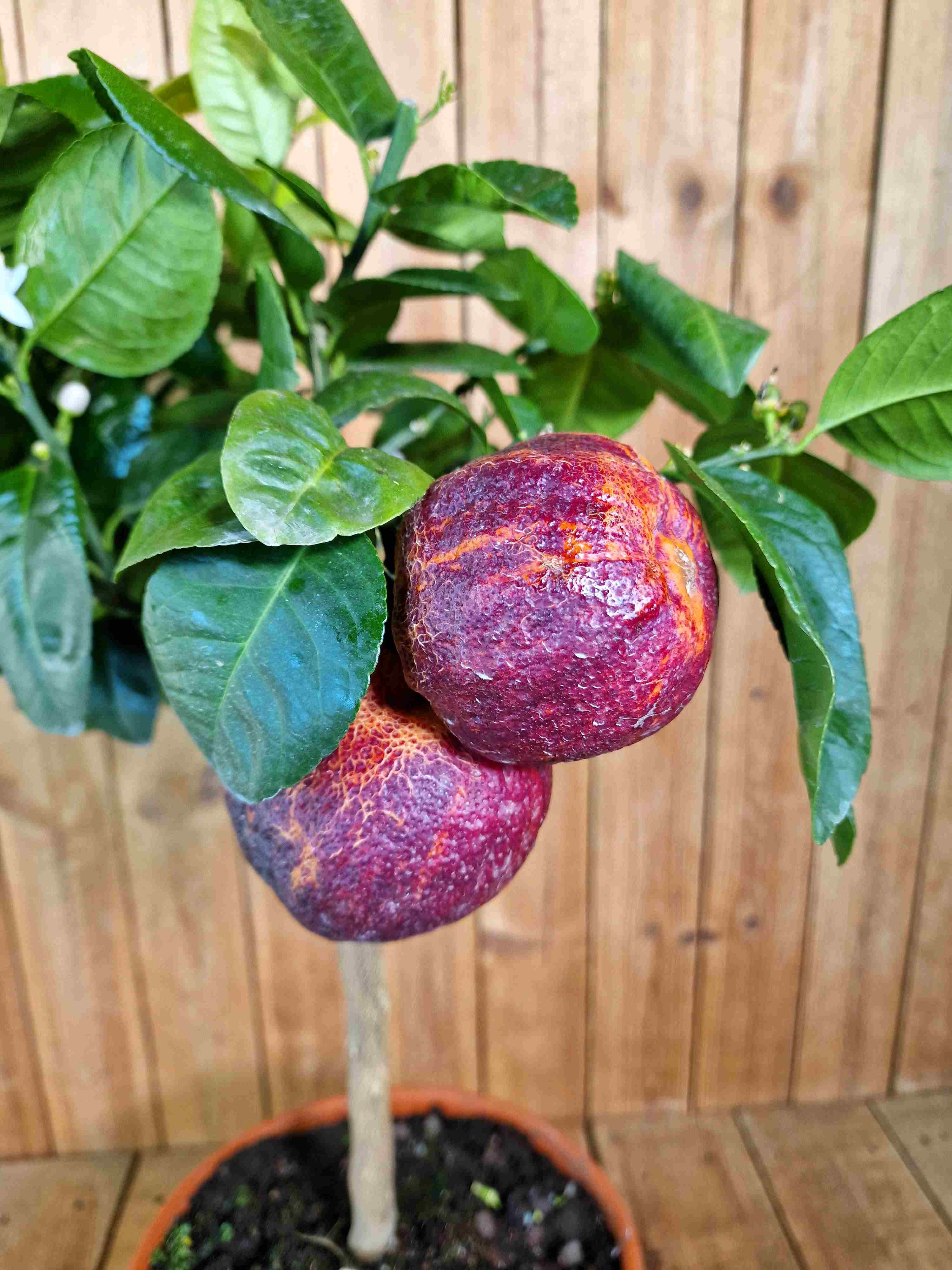 Orangenbaum 'Arcobal' - Citrus Sinensis 'Arcobal' - Regenbogen Orange