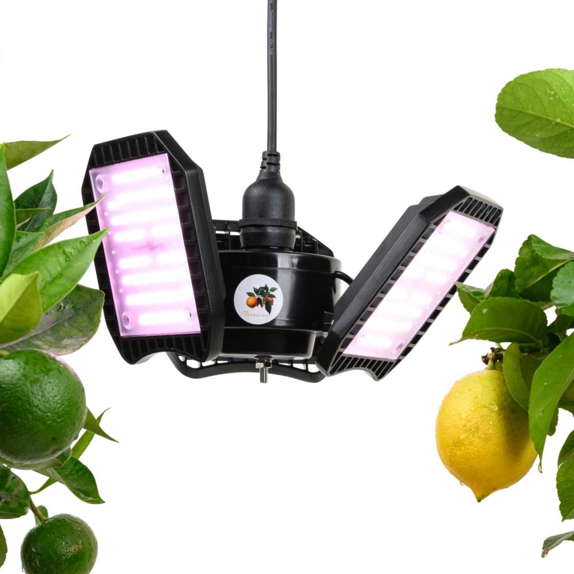 LED-Pflanzenlampe FLEX [100W] Vollspektrum: Zitruspflanzen-Überwinterung