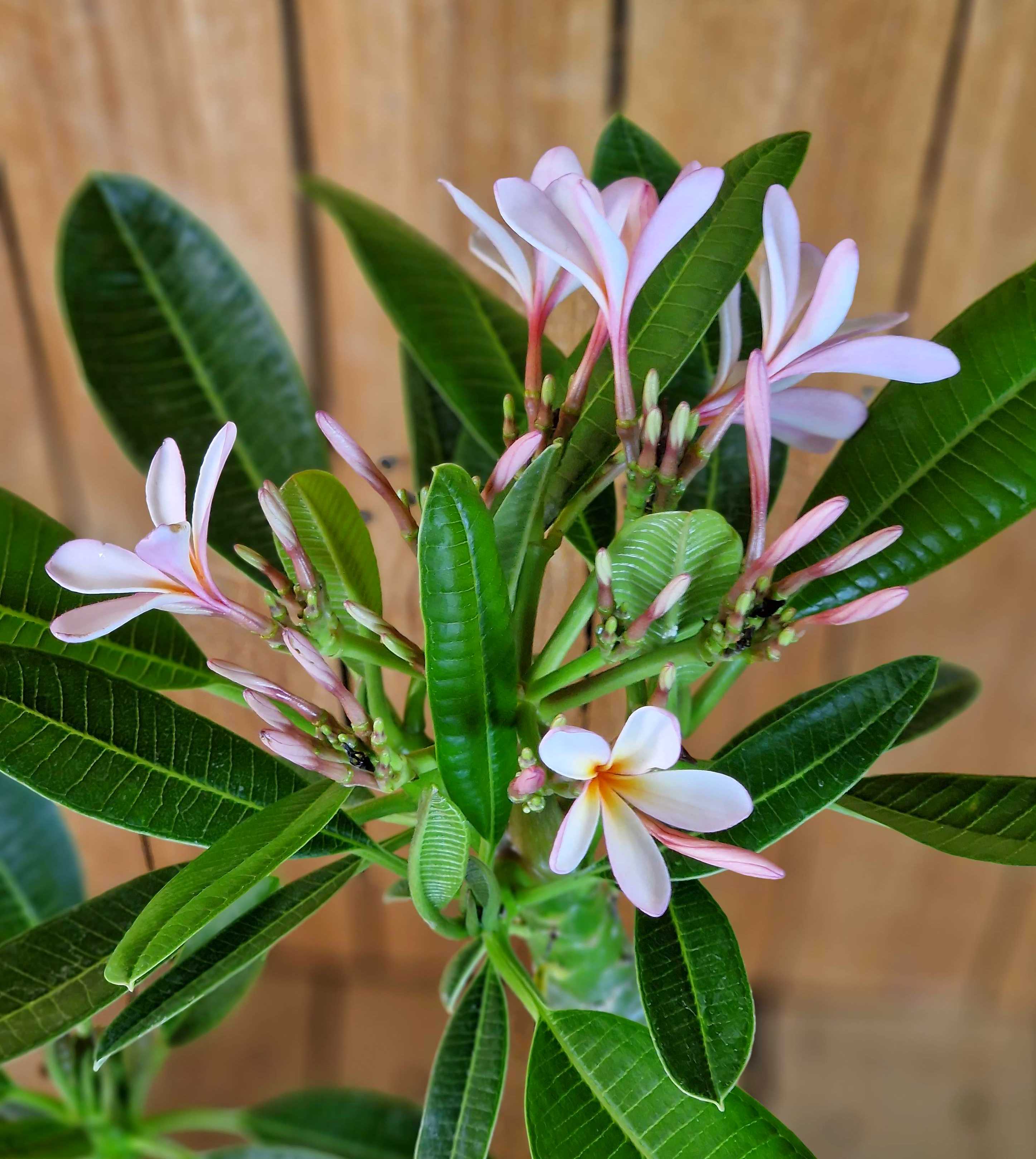 Frangipani "Singapore" Ø 20  - Plumeria rubra - Pomelia