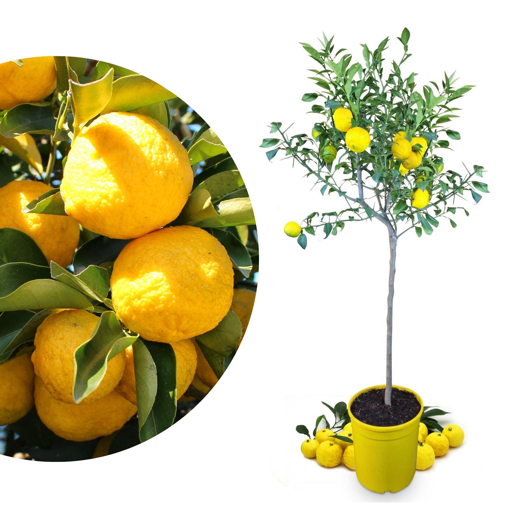 Yuzu [Grande] - Citrus junos - Citrus ichangensis × Citrus reticulata