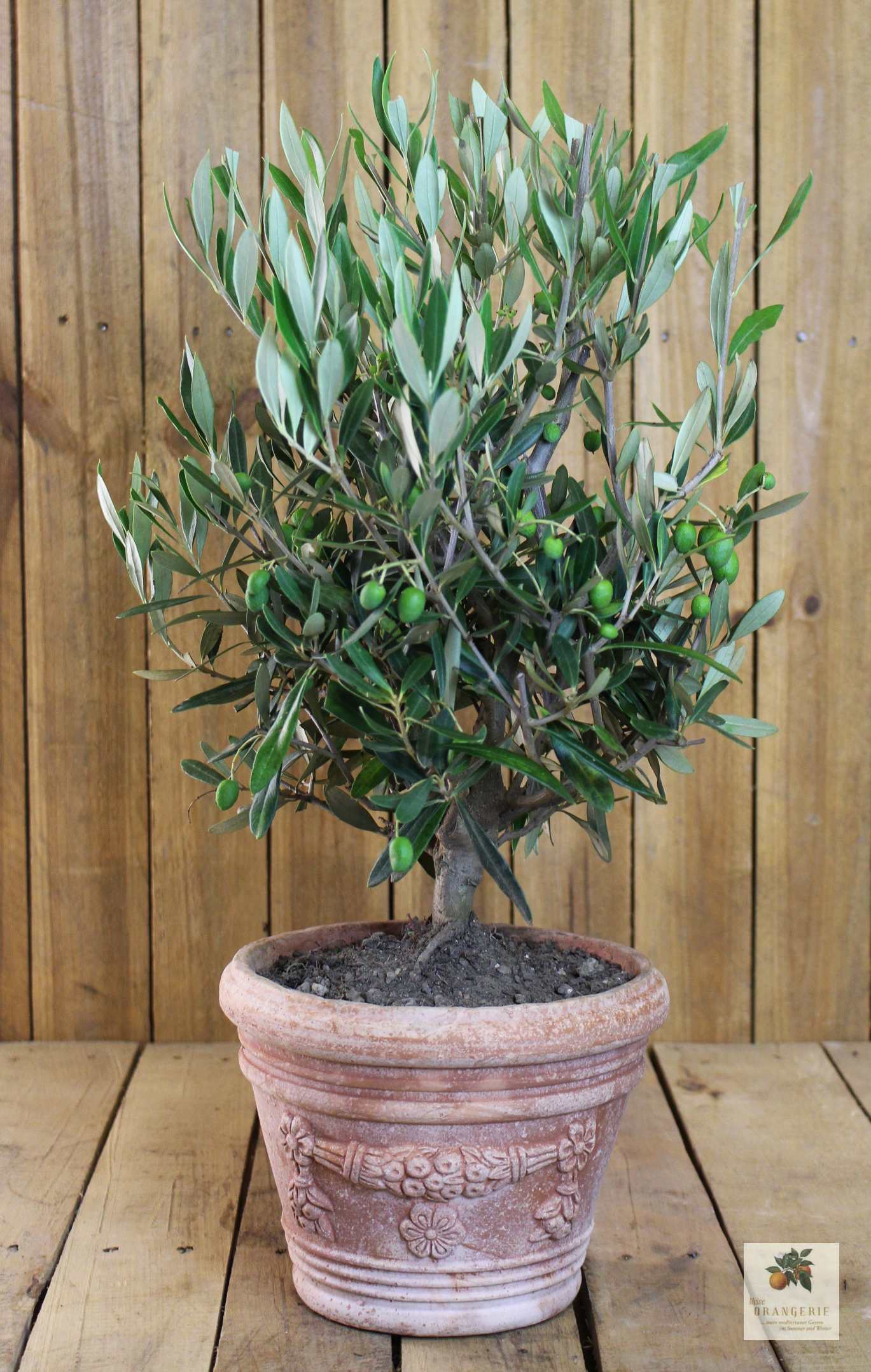 Olivenbaum im Terracotta-Topf "Etrusco"