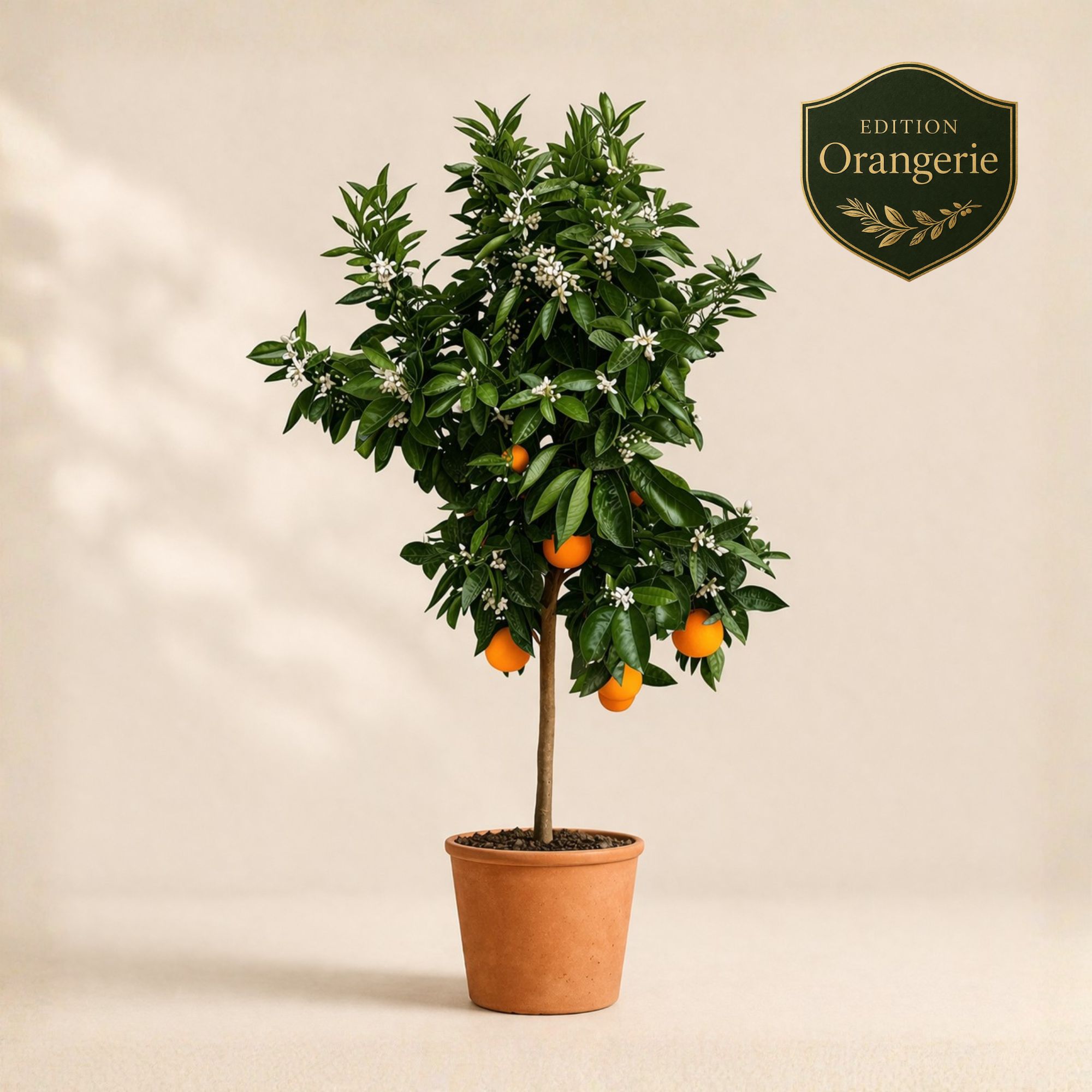 Orangenbaum "Edition Orangerie" [Molto Grande] - Citrus Sinensis - Apfelsine